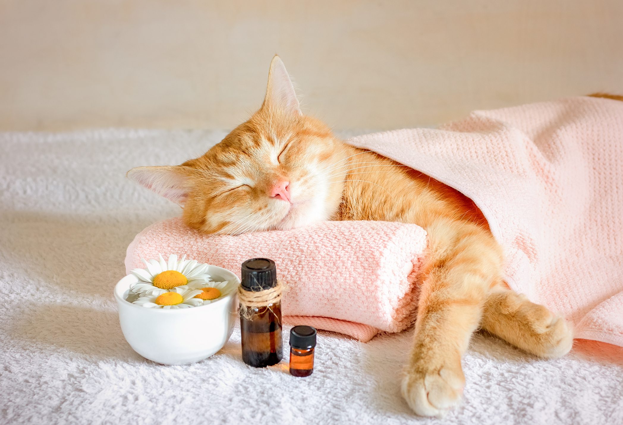 Are There Pet-Safe Essential Oils?