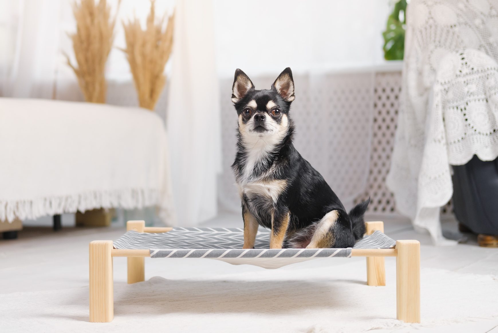 What To Know About Elevated Dog Beds