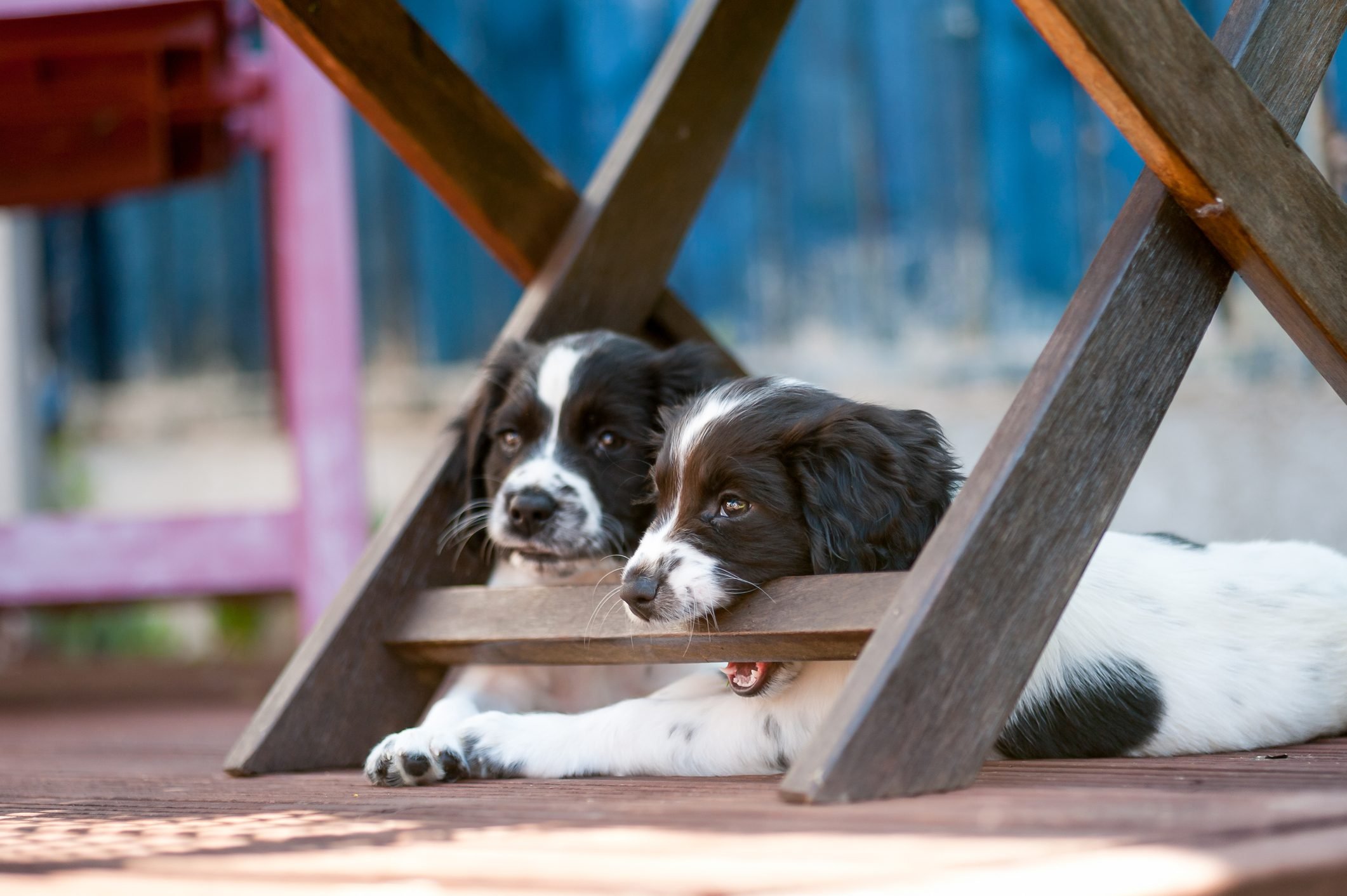 8 Home Remedies To Stop Dogs From Chewing Furniture