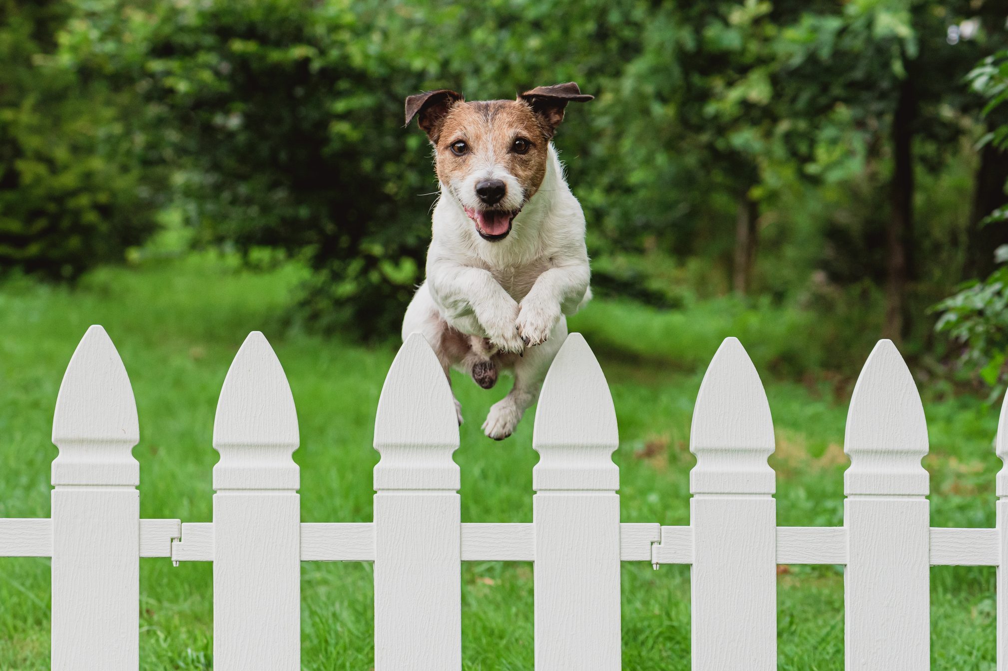 How To Keep a Dog From Jumping the Fence