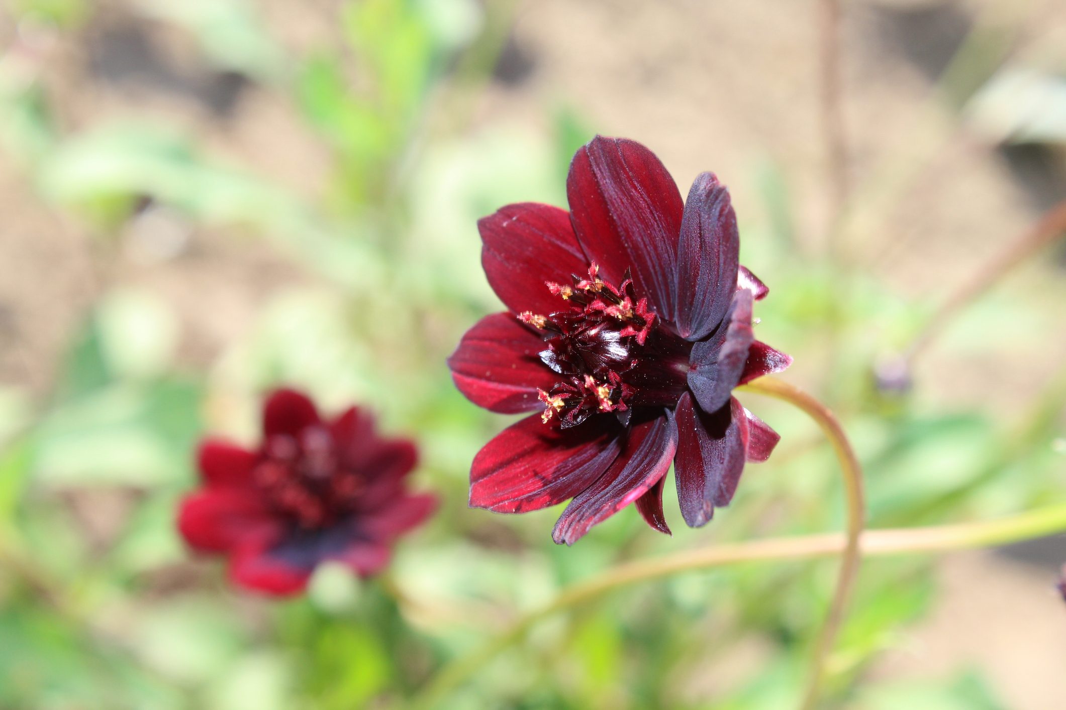 Closeup shot of a beautiful Chocolate cosmos flower in blossom