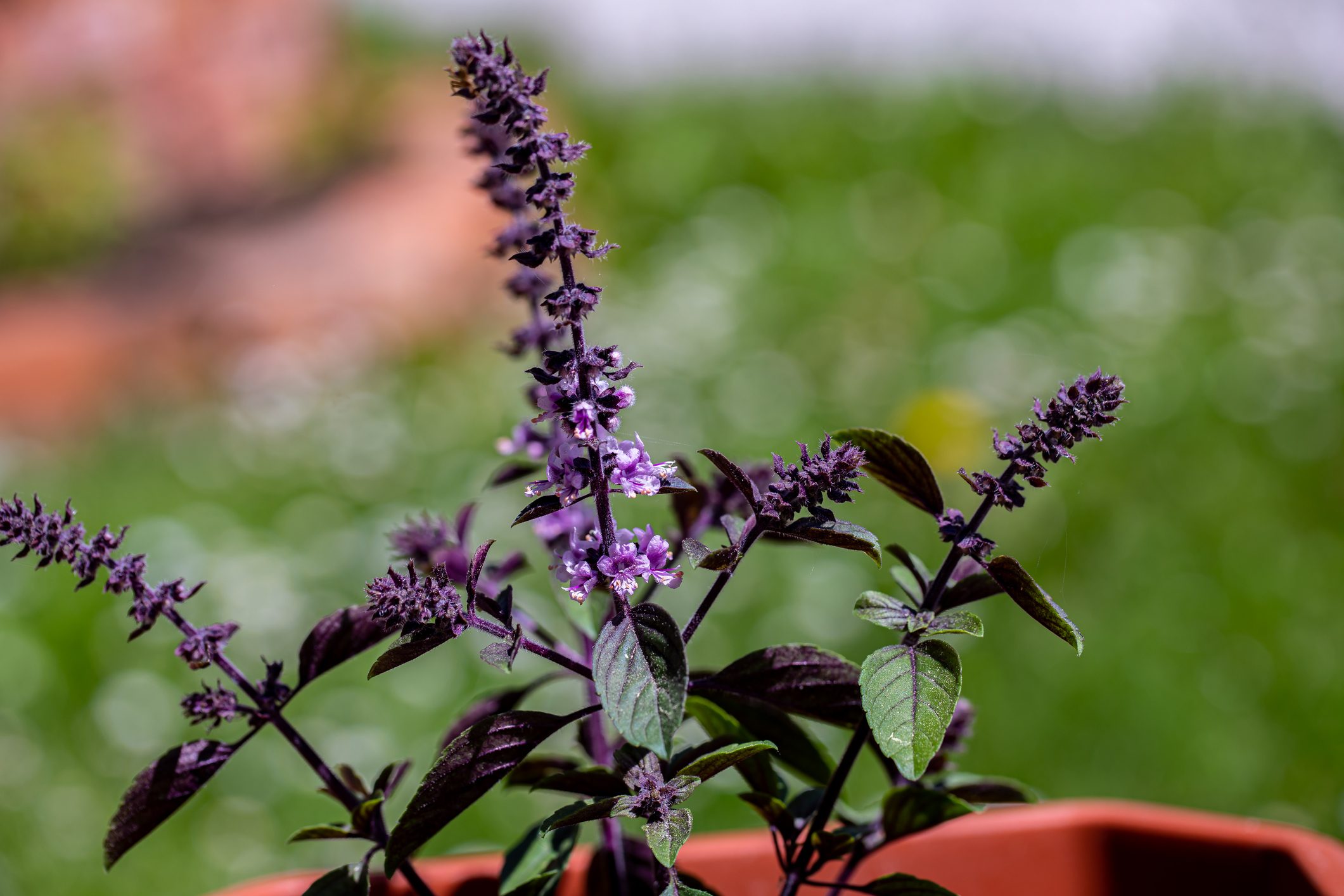 Ocimum kilimandscharicum flower growing in meadow, close up