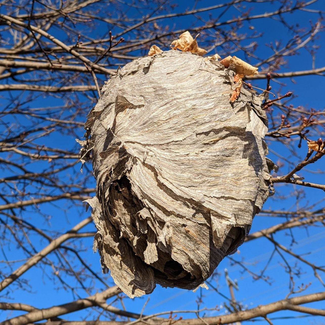 Where Do Wasps Go in the Winter?