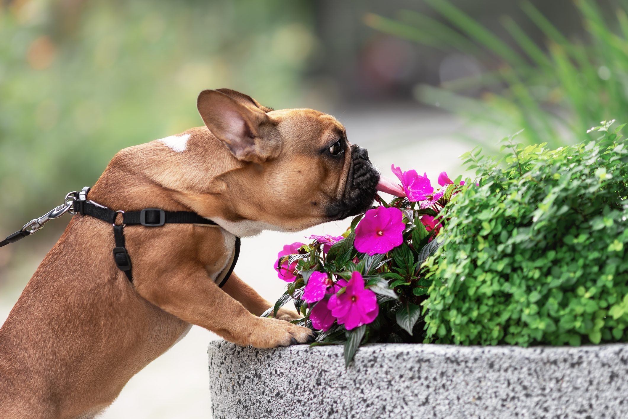 How To Create a Sensory Garden for Dogs | Family Handyman