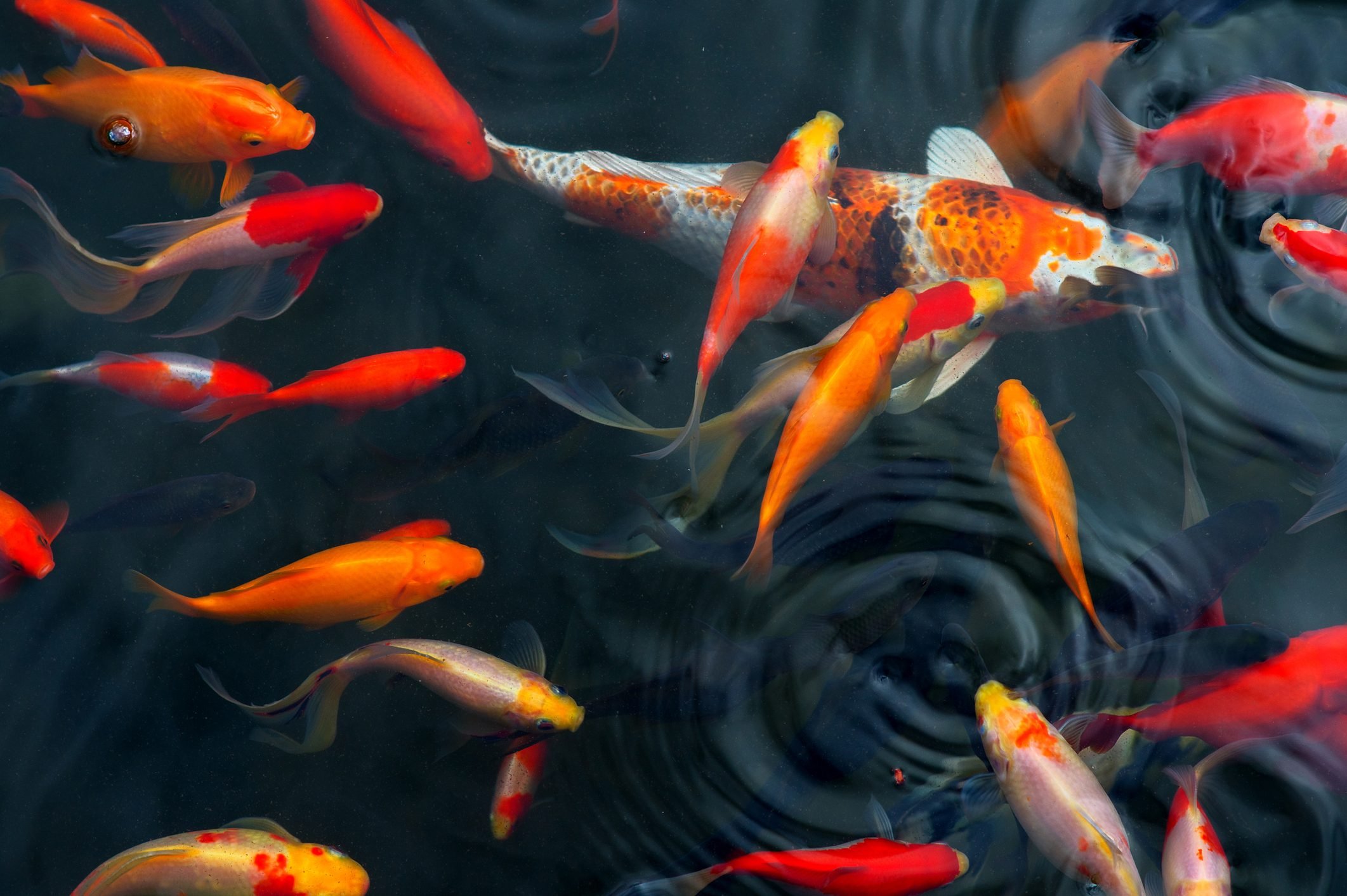 What To Know About Backyard Koi Ponds