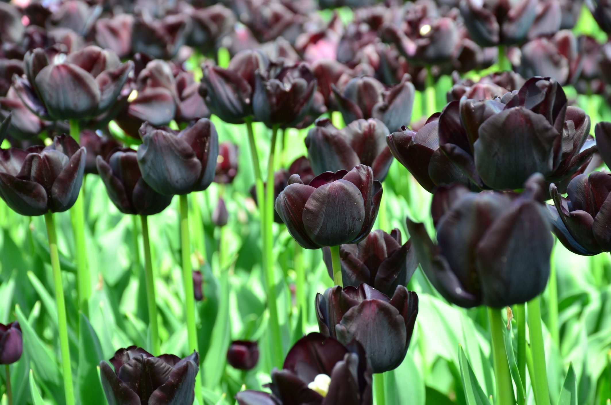 Black tulips "Queen of the Night" in garden of Keukenhof, Holland