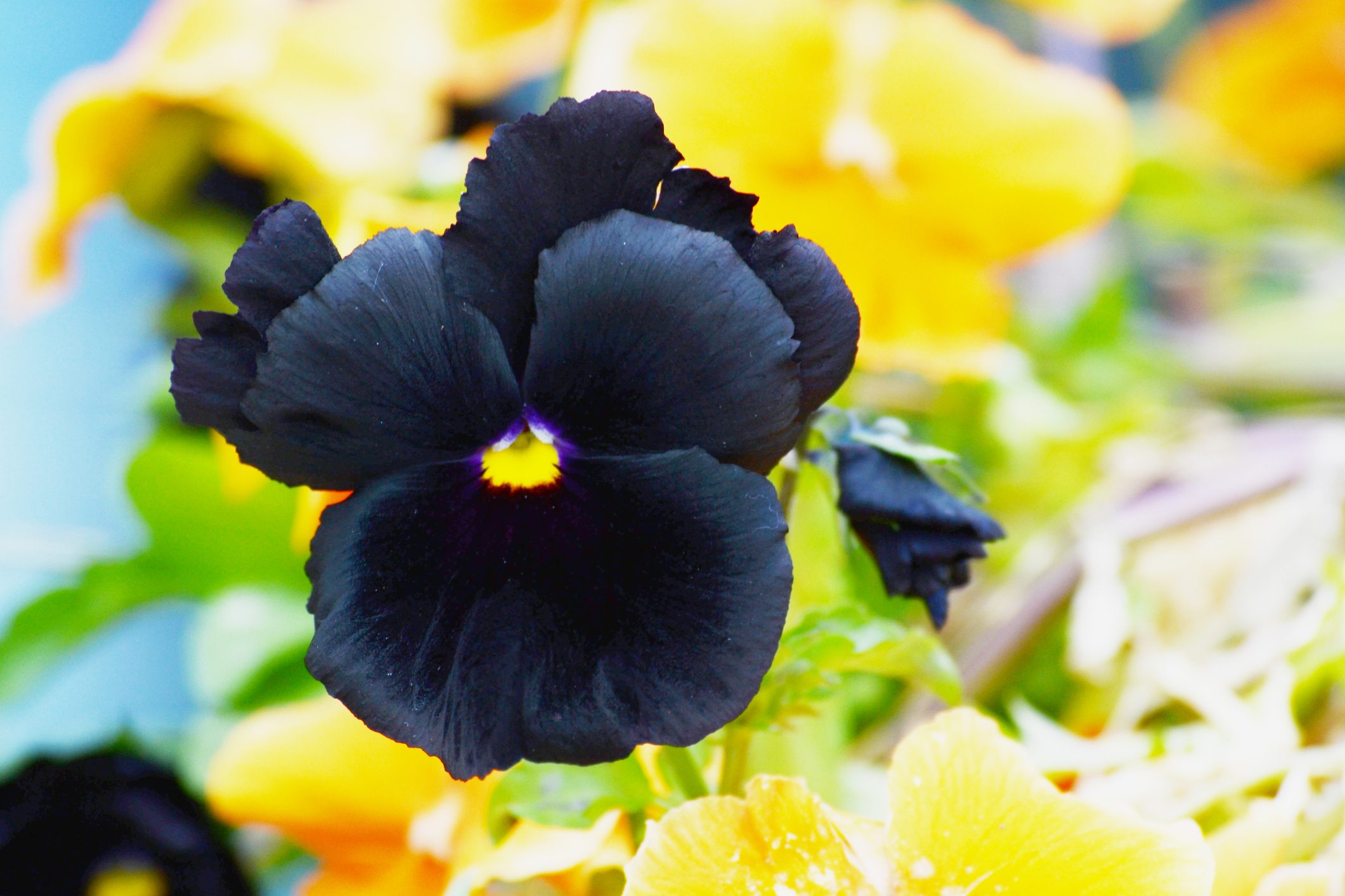 Black pansy