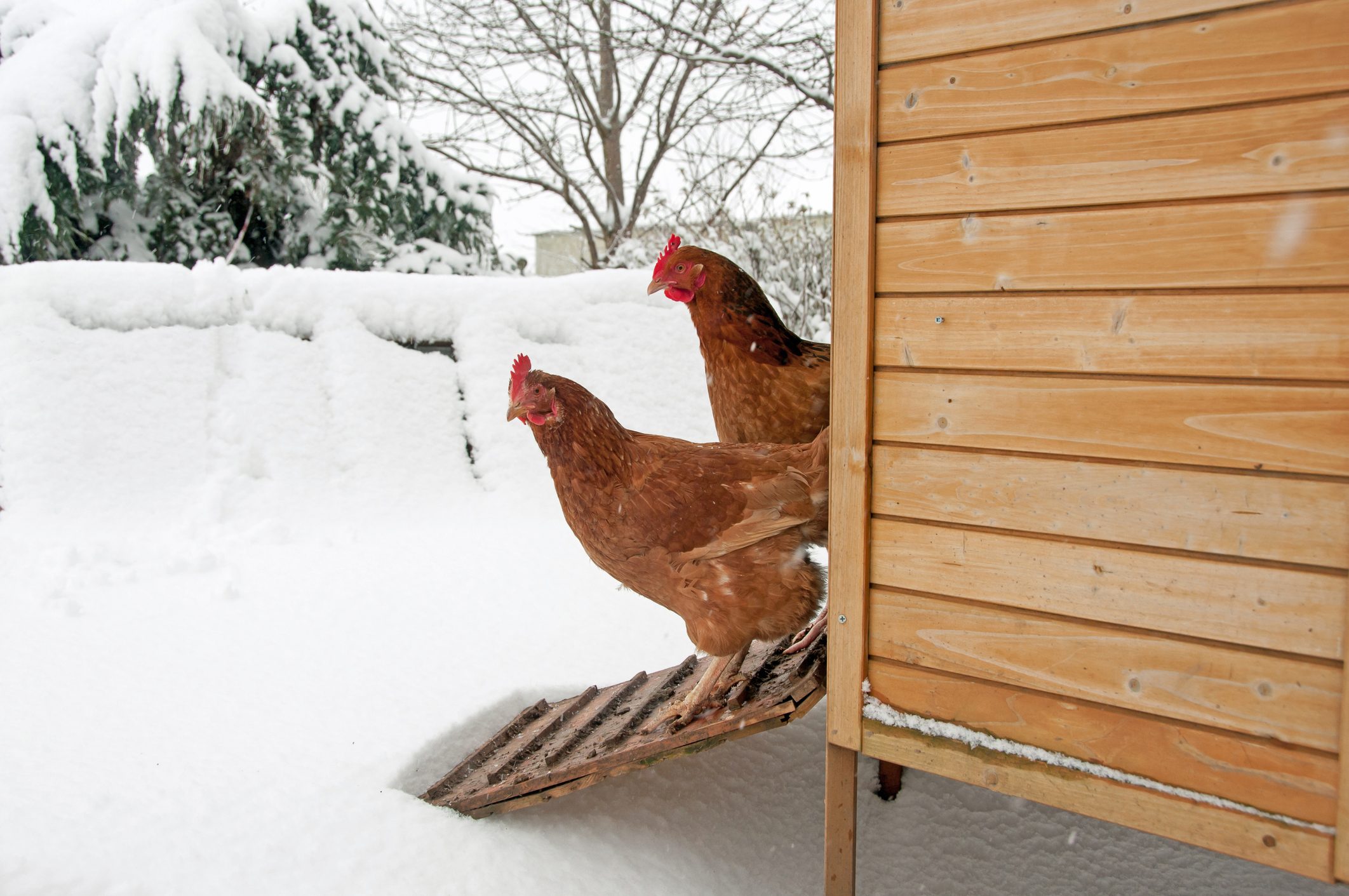 12 Common Chicken Coop Mistakes