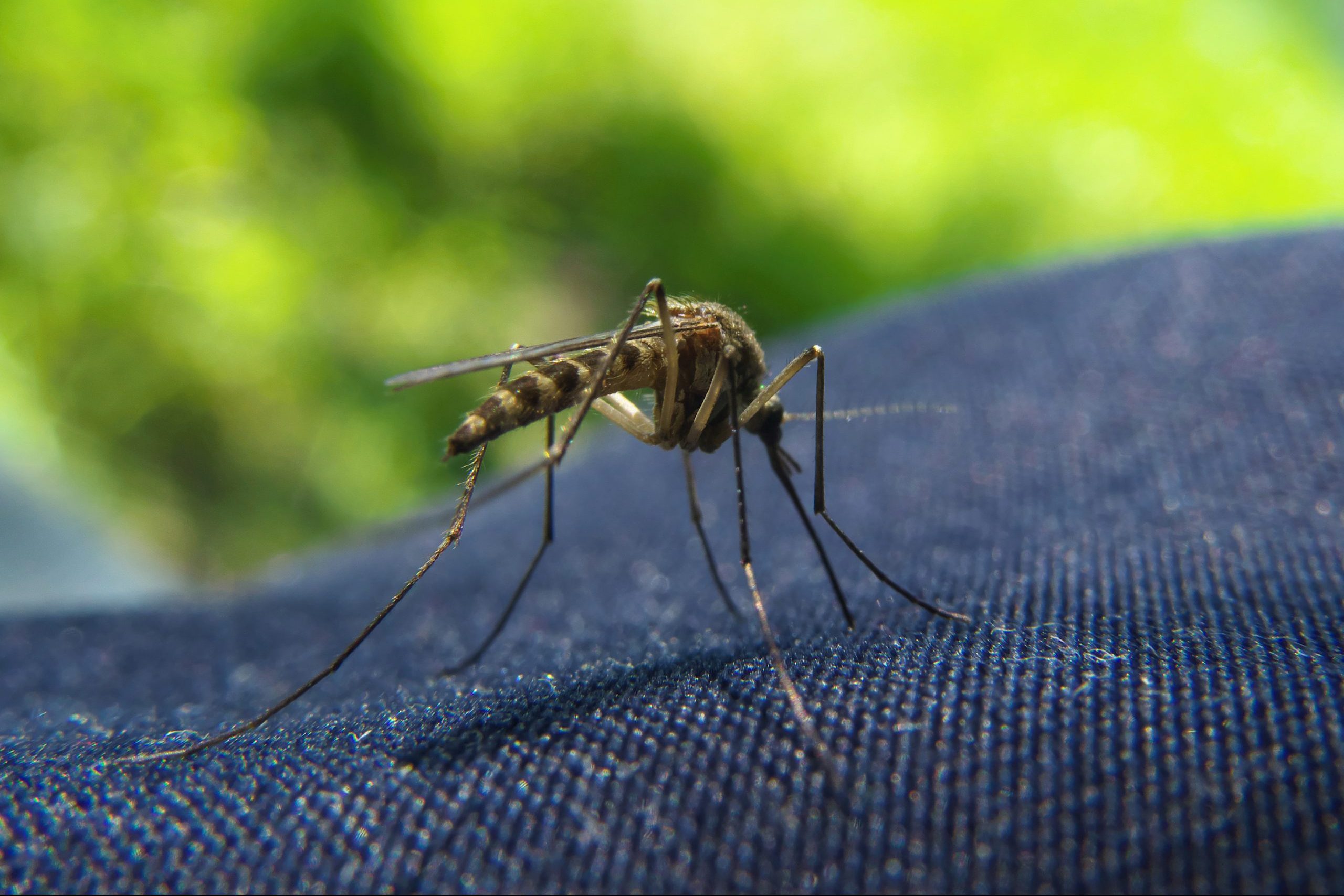 Can Mosquitoes Bite Through Clothes?