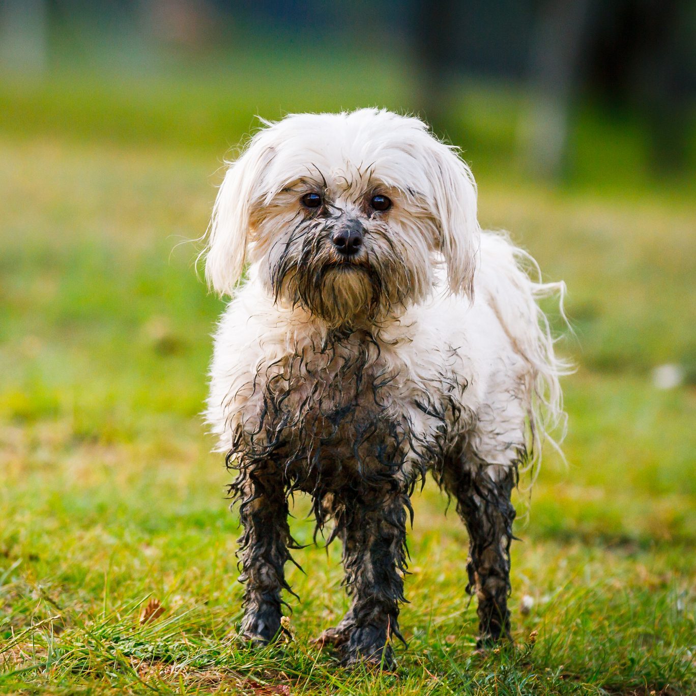 Tips for Preventing and Cleaning Muddy Dog Paws