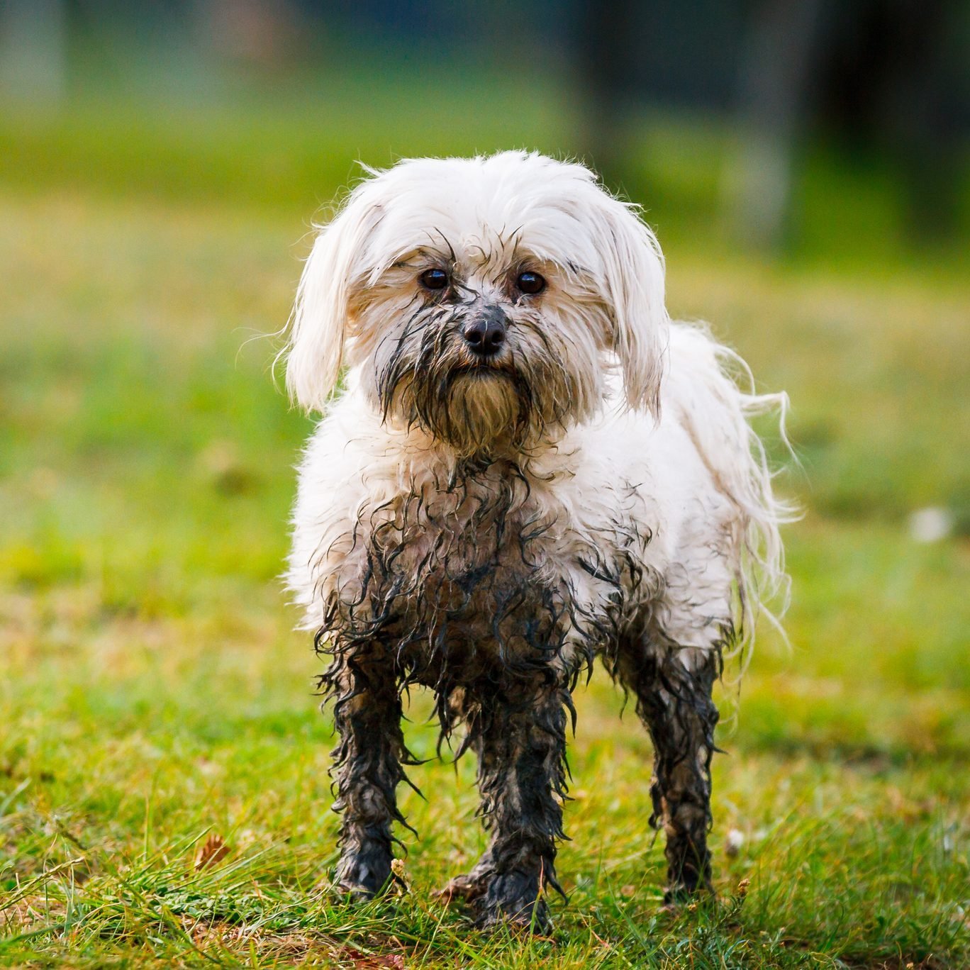 8 Ways to Stop Pets From Tracking Mud Into Your House