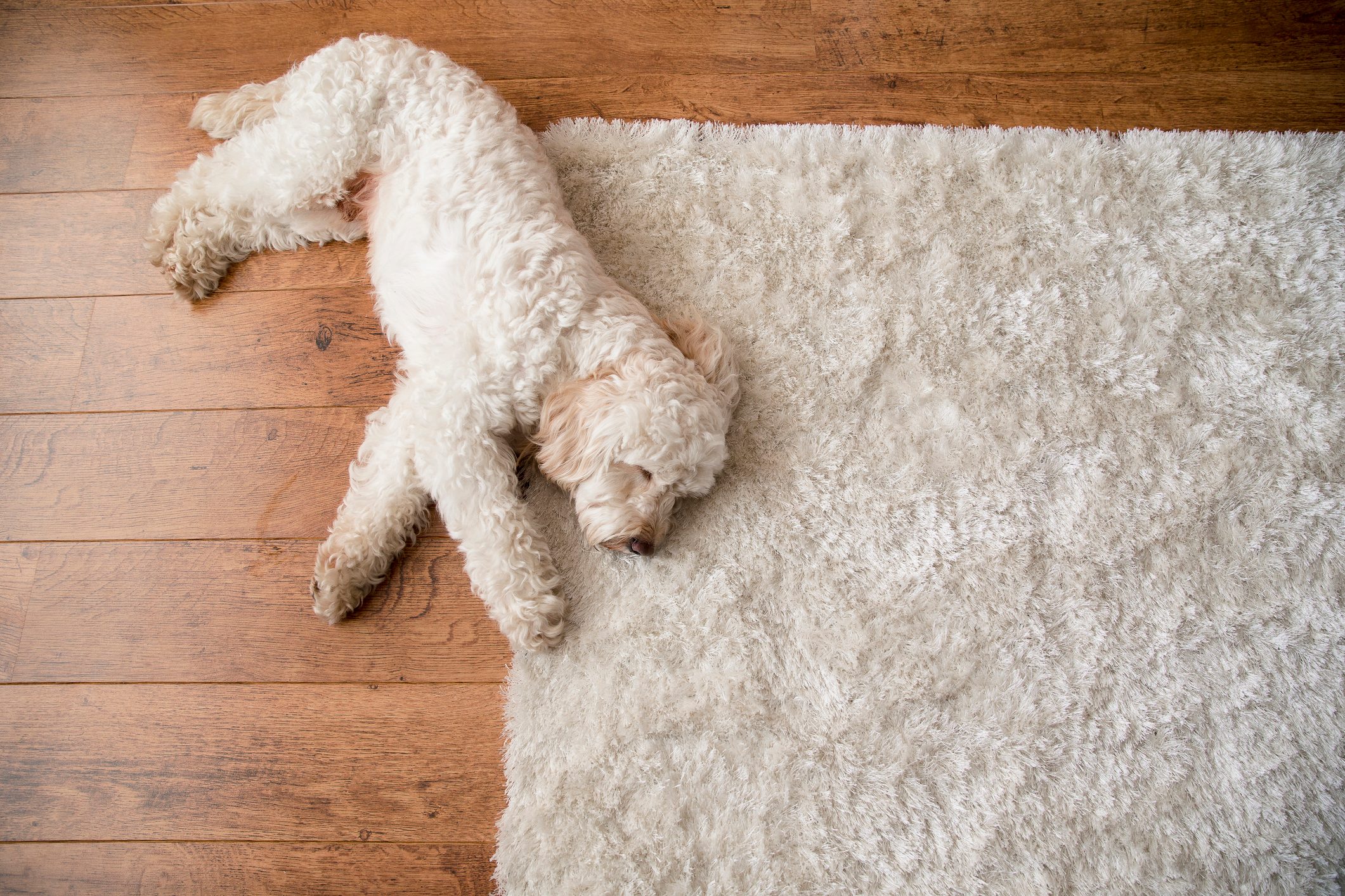 How to Choose the Best Flooring for Dogs - The Home Depot