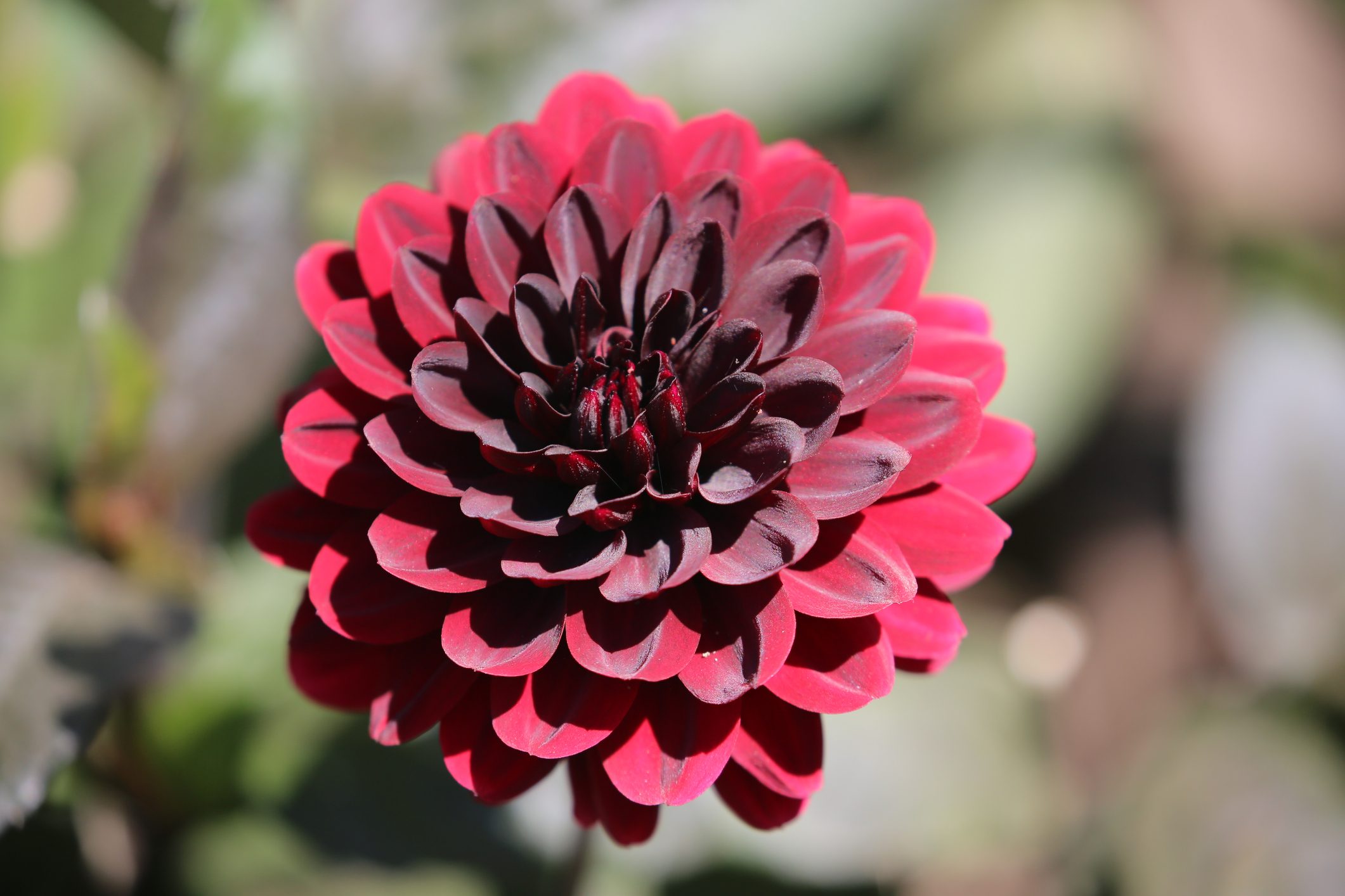 Dahlia Black Satin – Floret Library