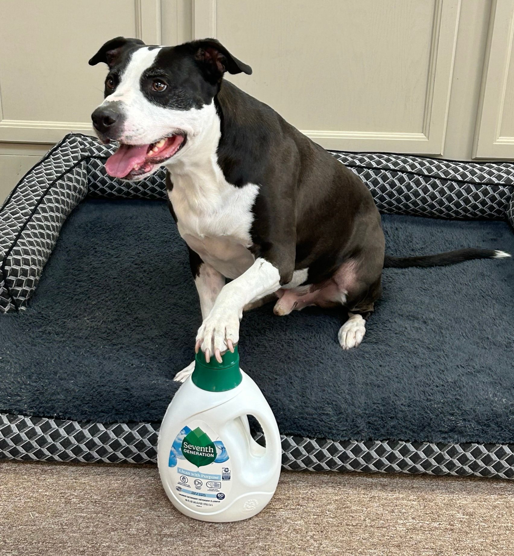 dog on bed with detergent