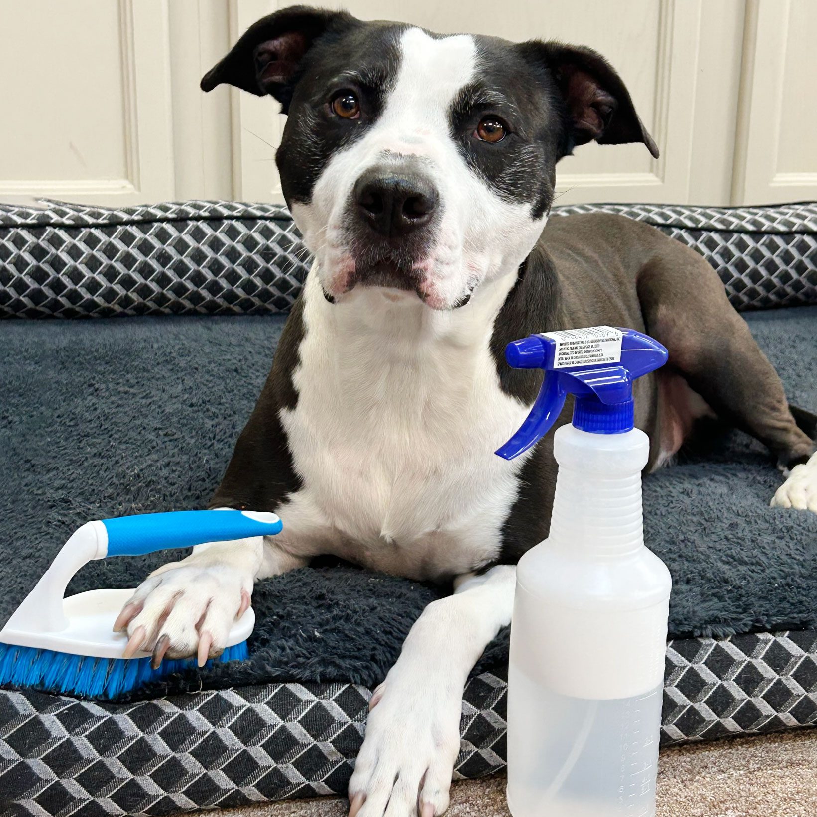 How To Clean a Dog Bed