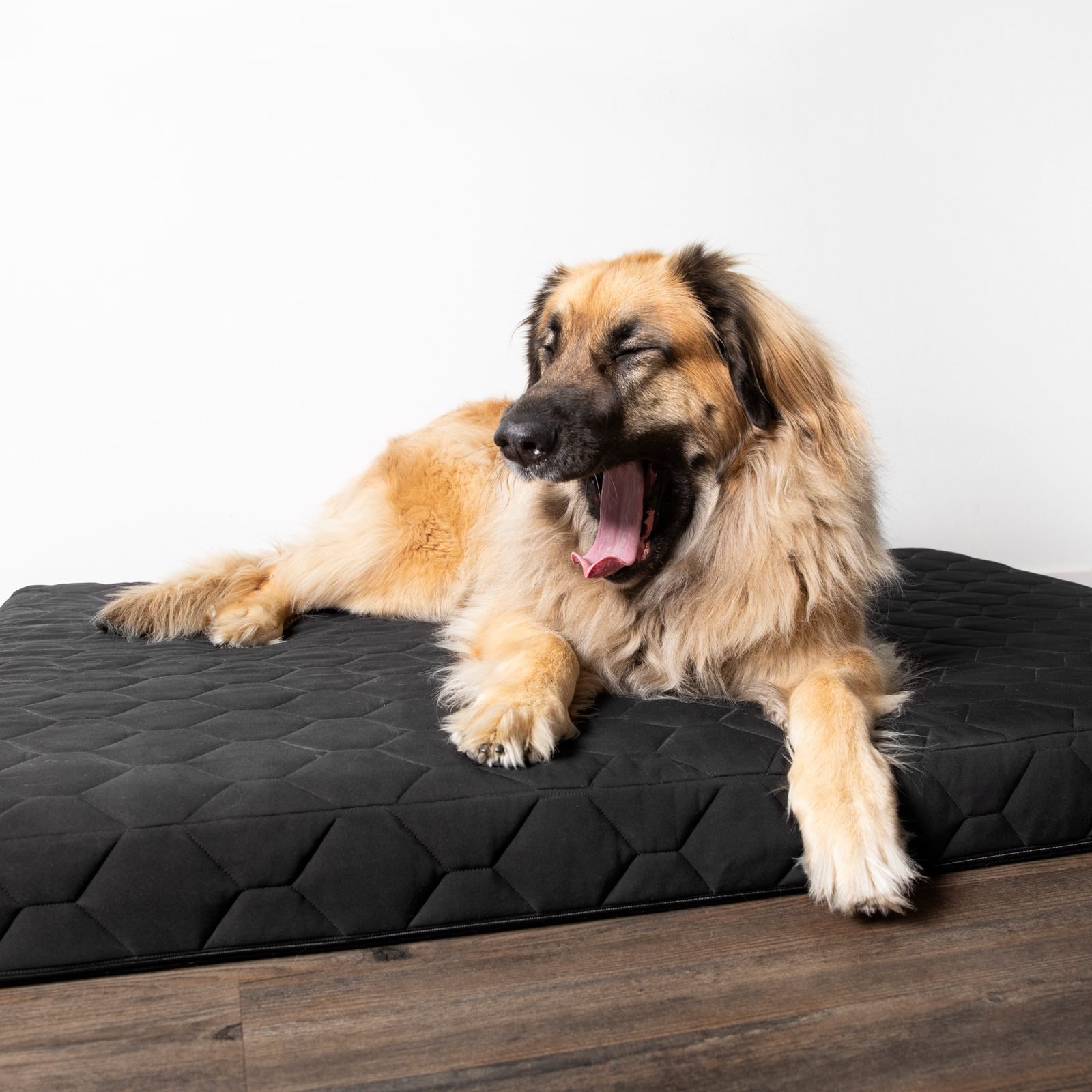 What To Know About Orthopedic Dog Beds