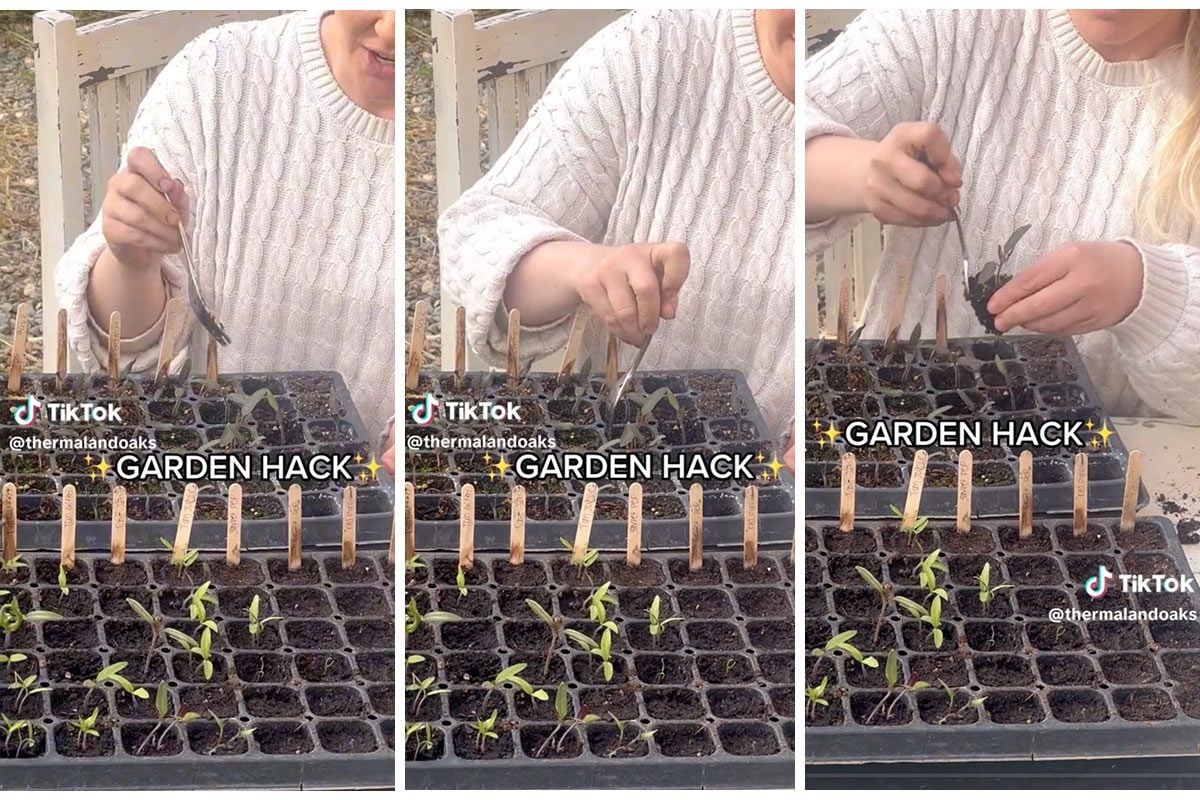 This Hack May Be the Easiest and Cleanest Way to Transplant Seedlings