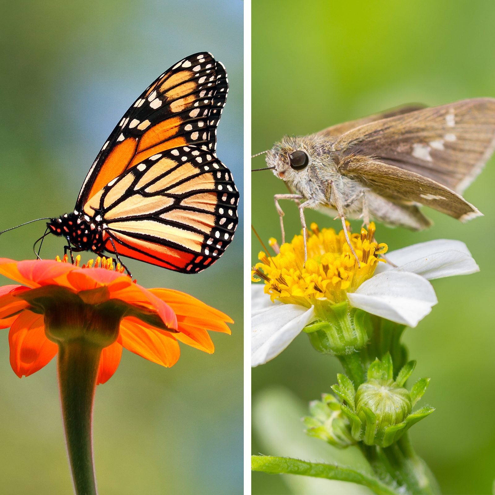 Butterfly vs. Moth: Which Is the Better Pollinator?