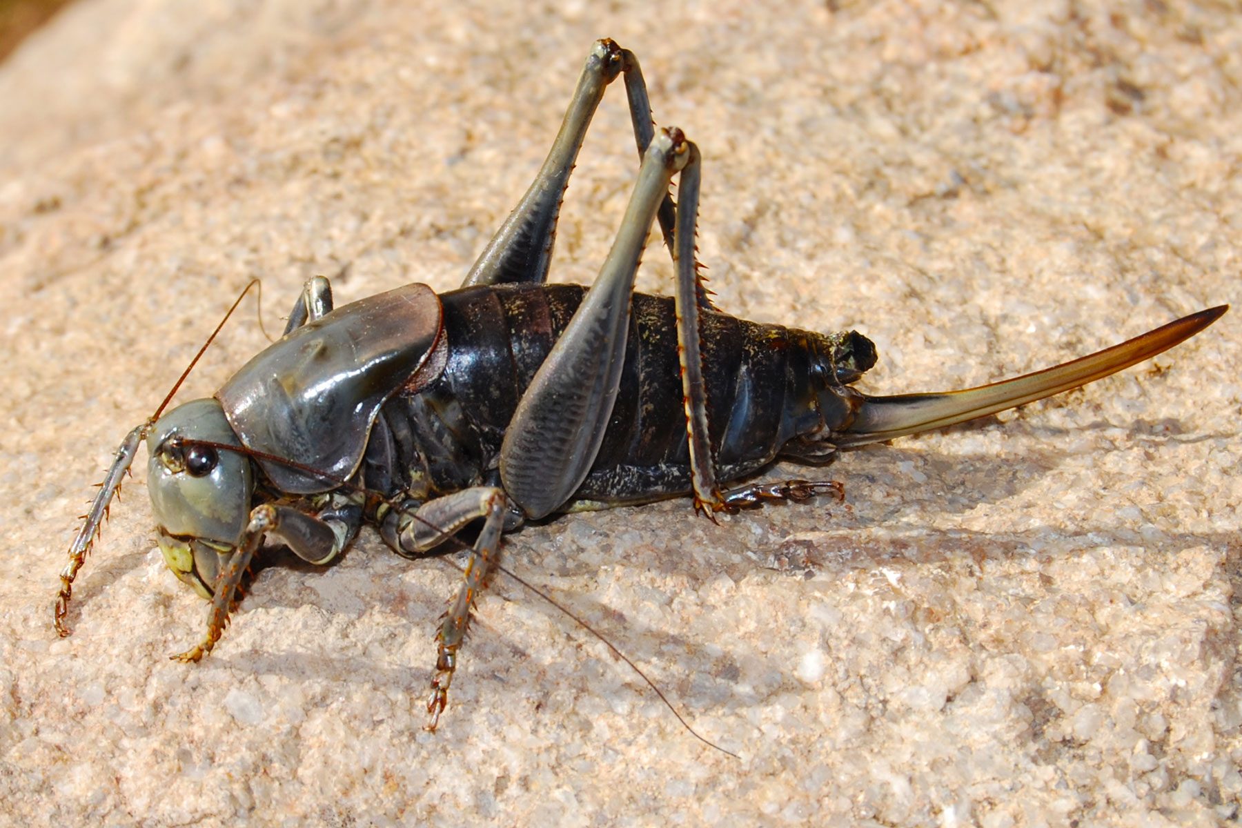 Mormon Crickets are Swarming These Western States Family Handyman