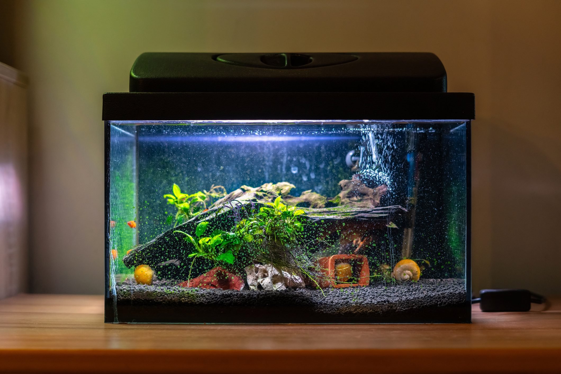 4 Tips on How To Raise the pH In an Aquarium