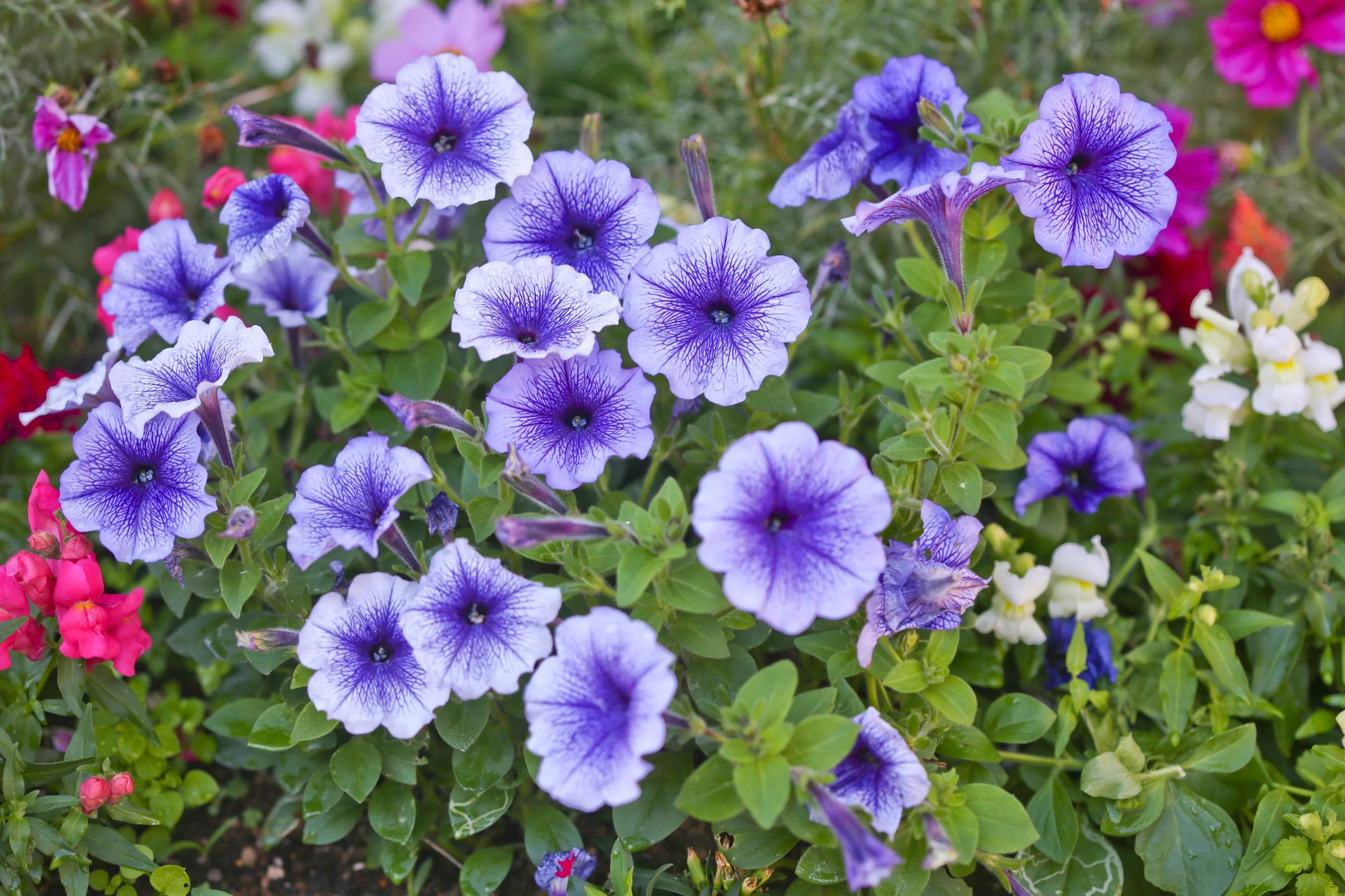 Are Petunias Perennials?