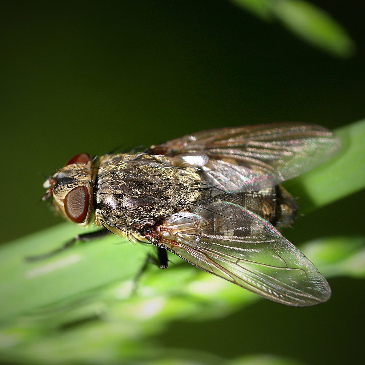 Large female Cluster Fly, aka, Grass or Attic Fly (Pollenia sp.)