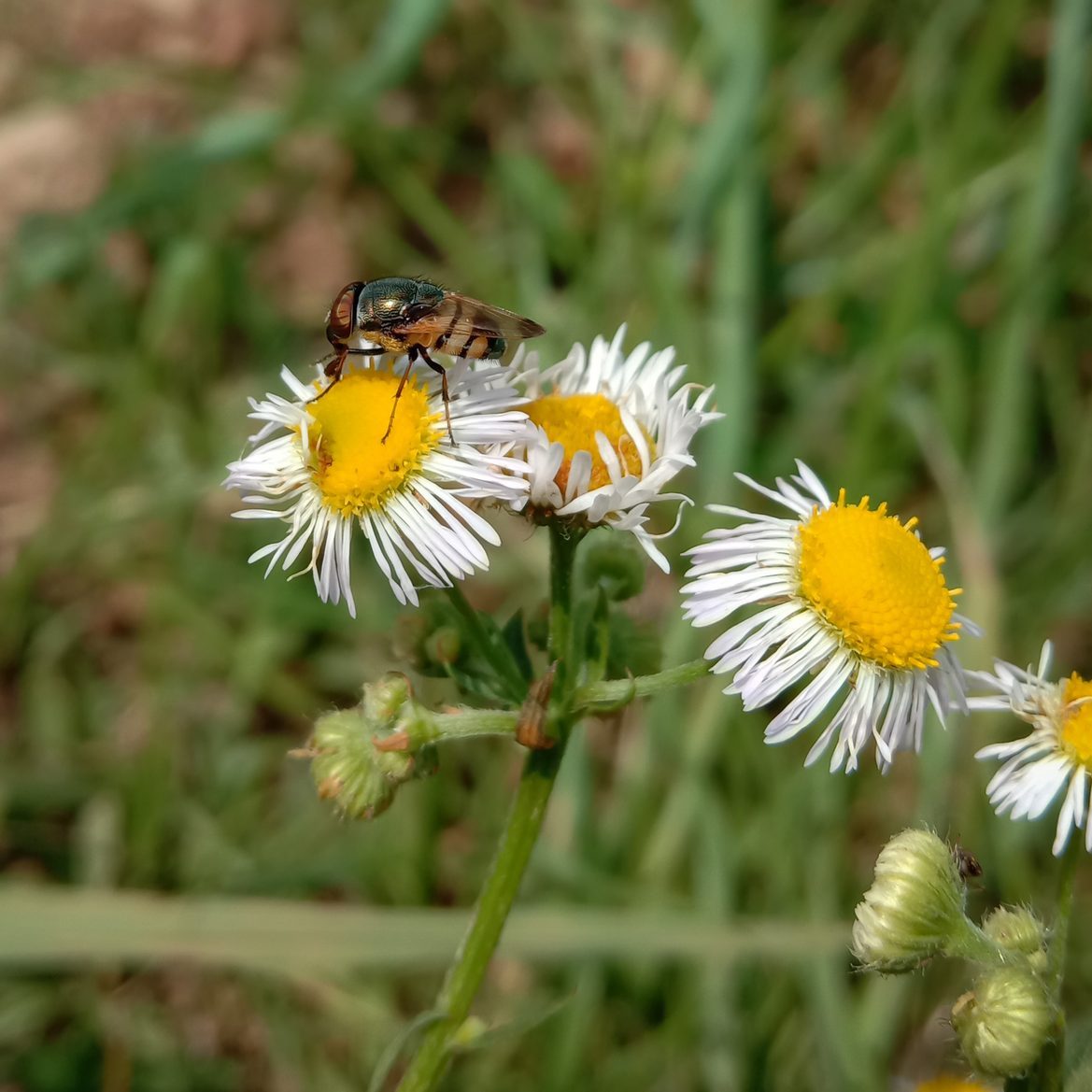 picture of a wild phorid fly sitting on daisy fleabane.