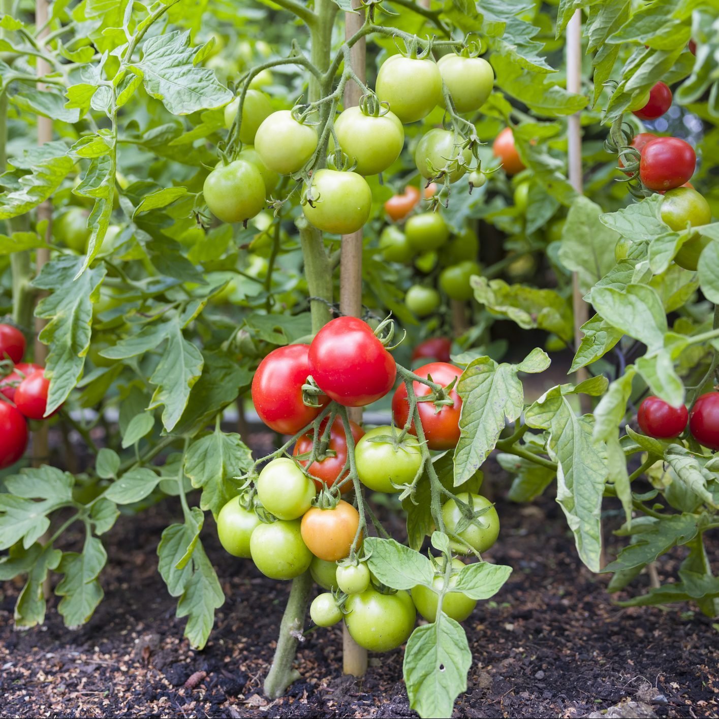 Beyond Big Boy: Grow New Types of Tomato Plants