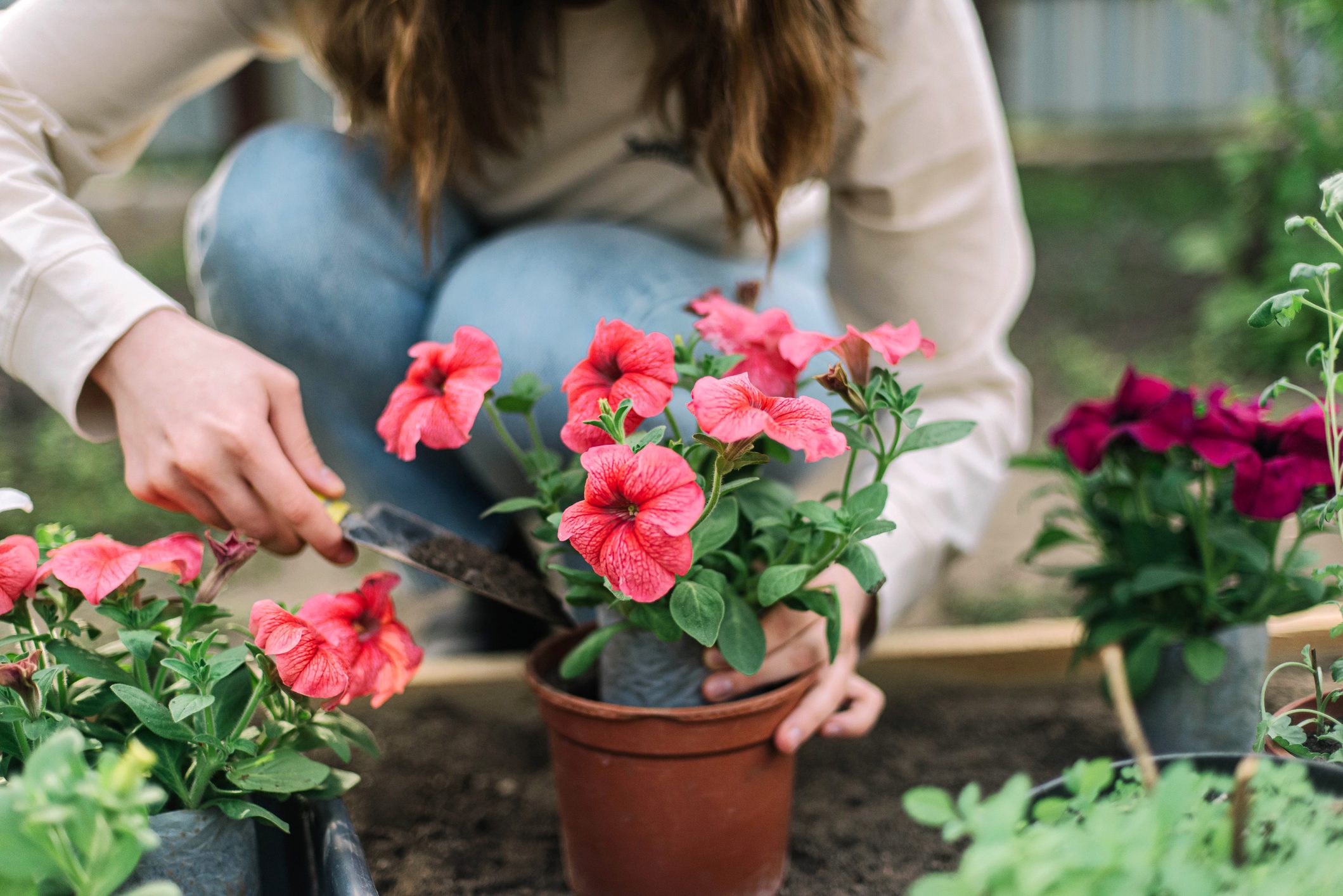 Woman planting flower in a flower pot