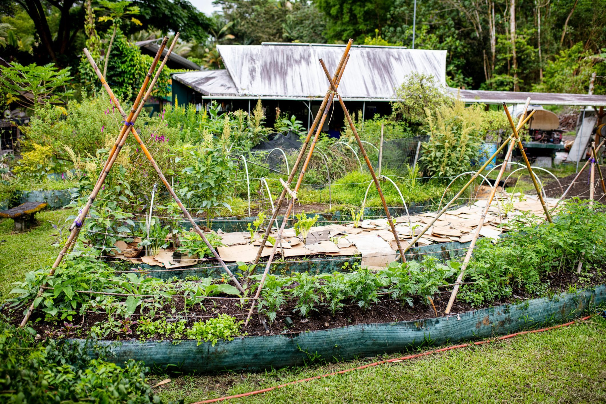 What To Know About a Permaculture Garden
