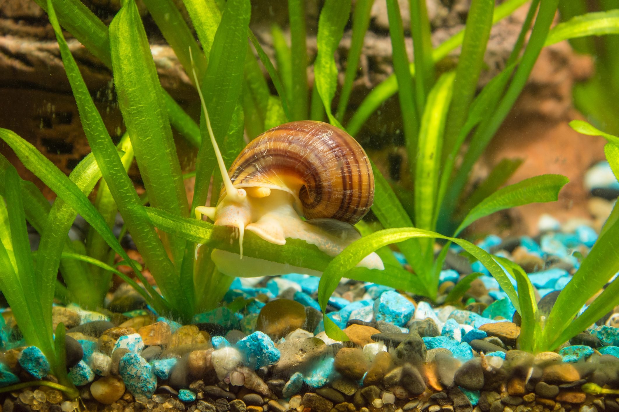 How To Get Rid of Snails In an Aquarium