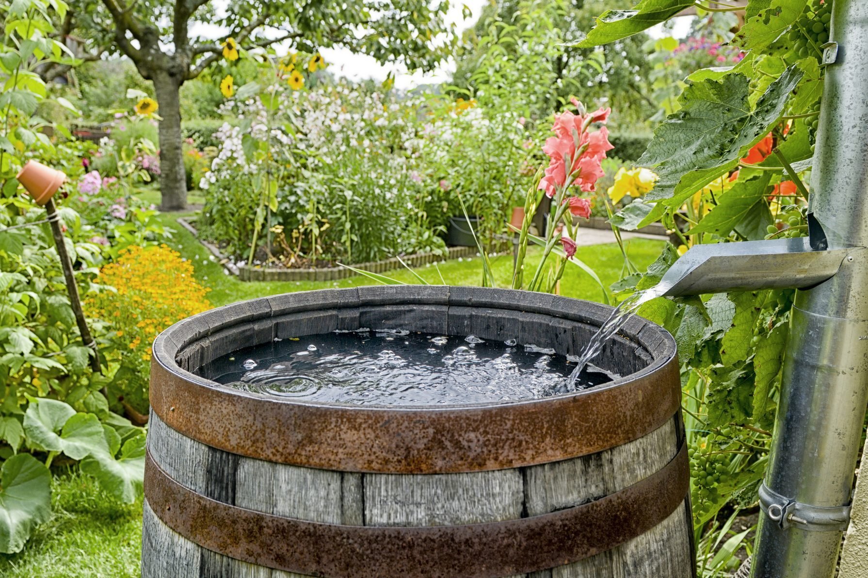 Beginner's Guide to Rainwater Harvesting | Family Handyman