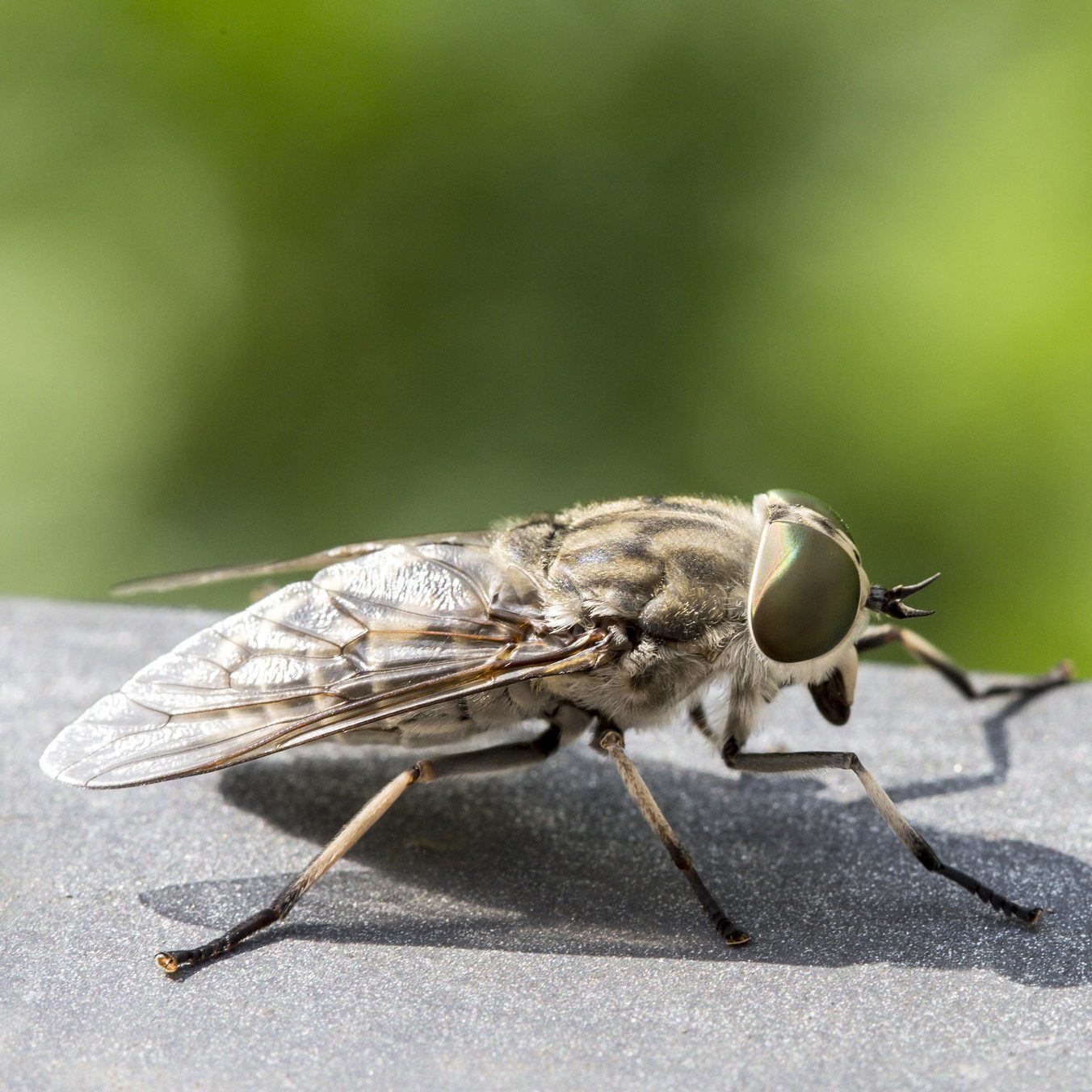 types of house flies