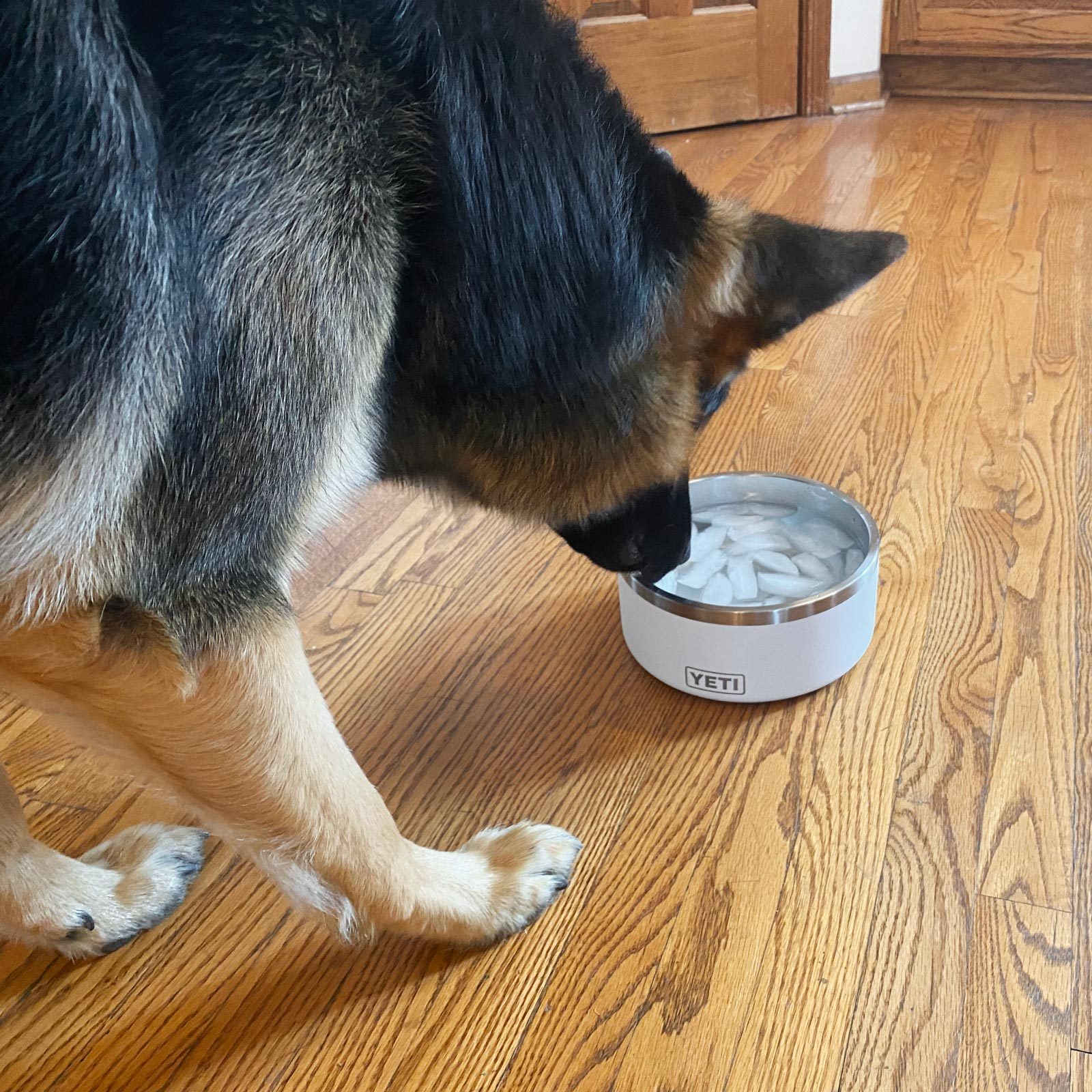 German shepherd drinking from a Yeti Dog Bowl that is filled with water and ice
