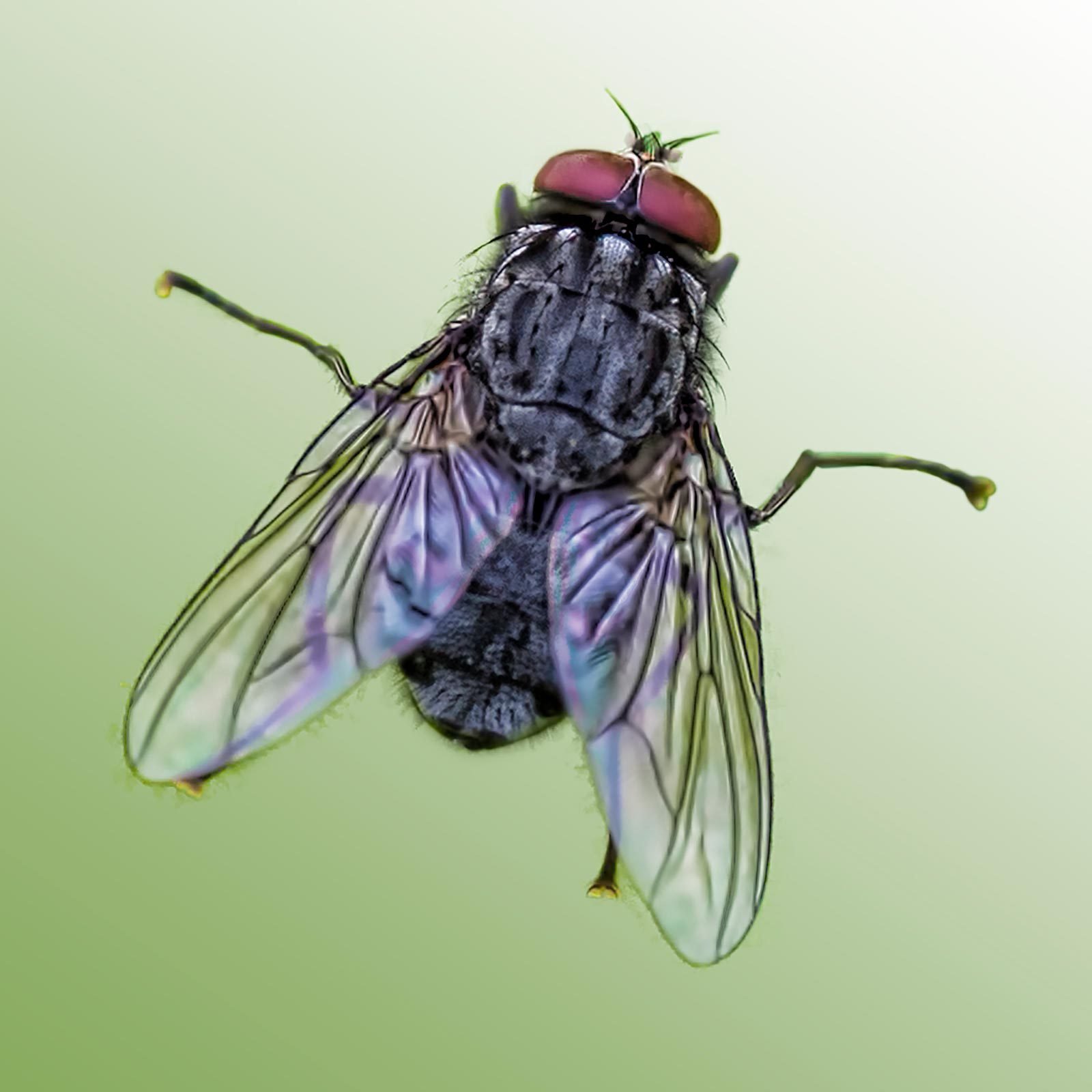 The 10 Most Common Types of Flies in the U.S.