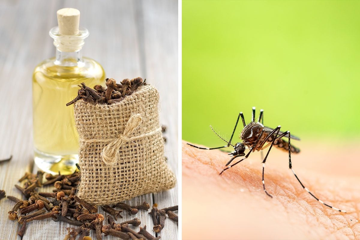 Make Your Own DIY Insect Repellent with Clove Oil