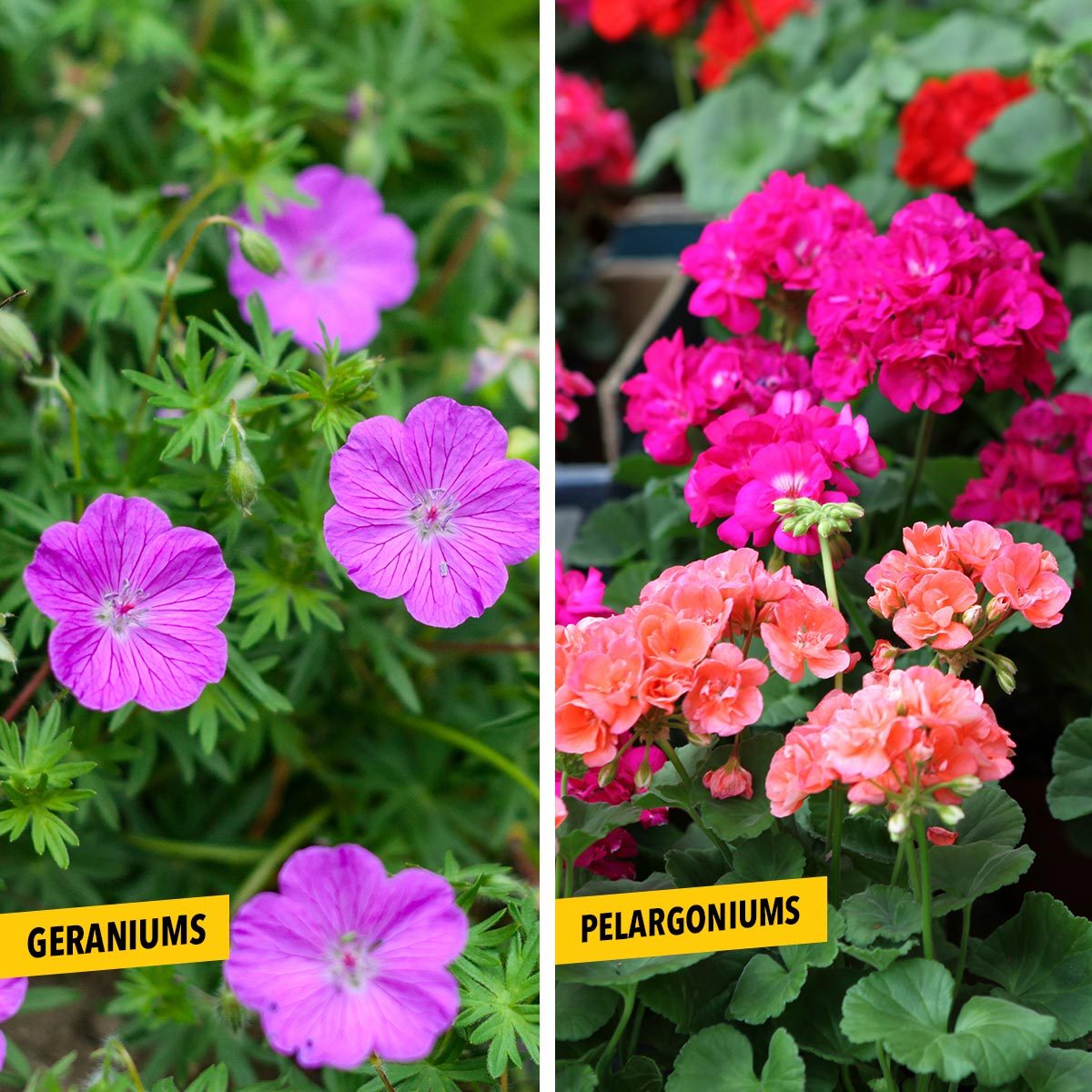 What's the Difference Between Geraniums and Pelargoniums?