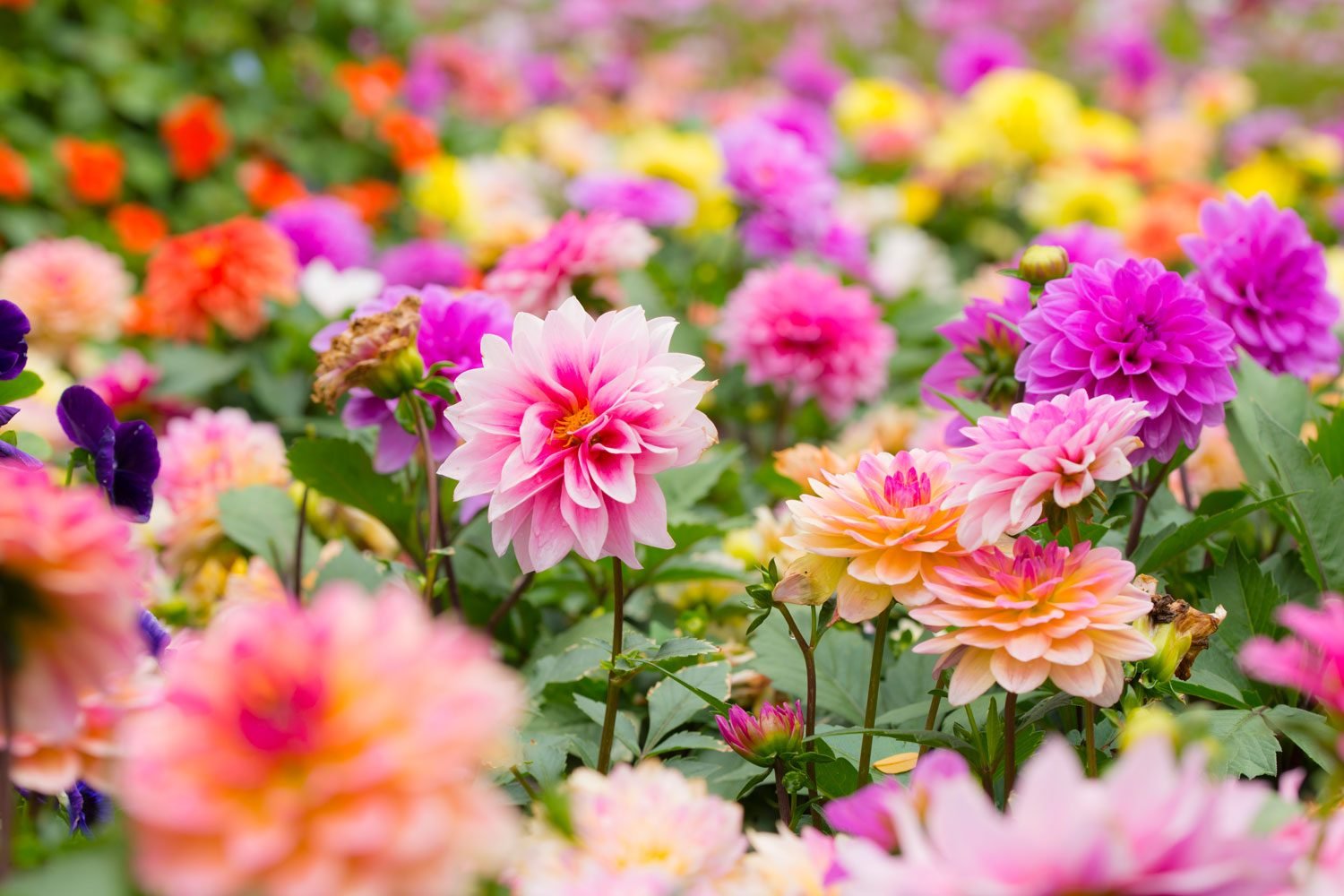 8 Gorgeous Dahlia Colors for Summer 2023