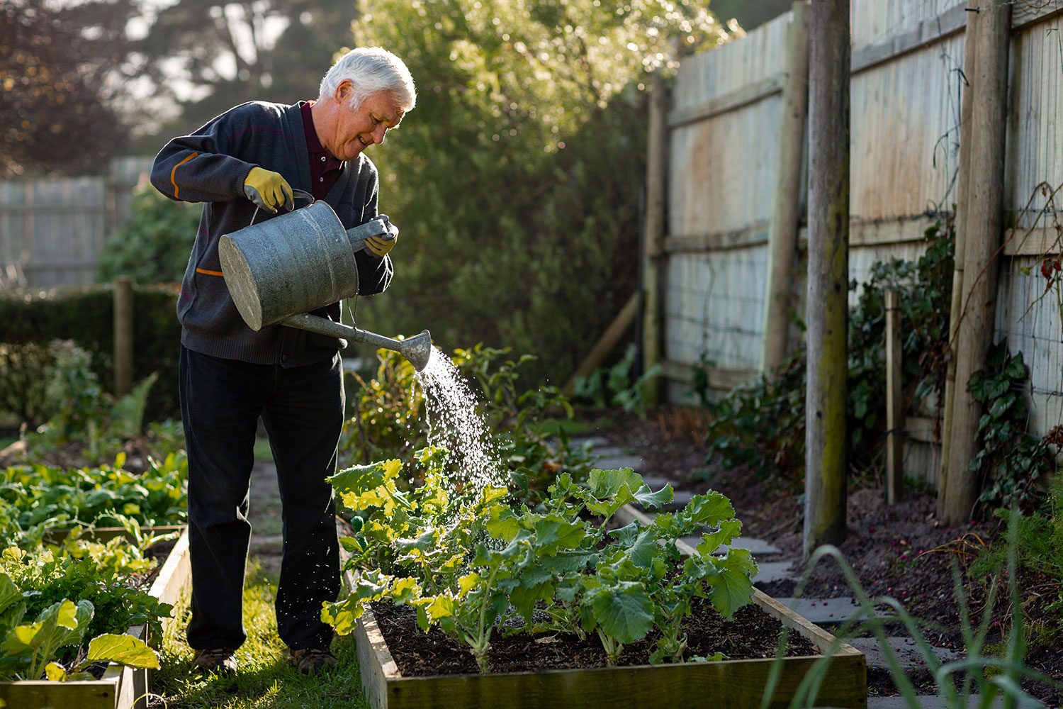 Senior Man Watering Vegetables In His Garden on a sunny day