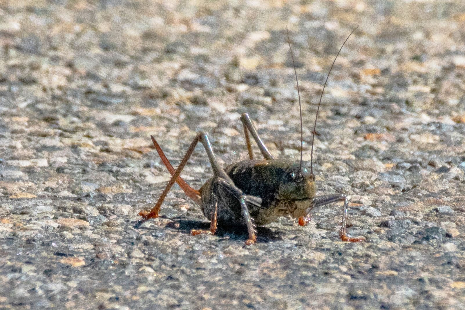 What to Know About Mormon Crickets Family Handyman