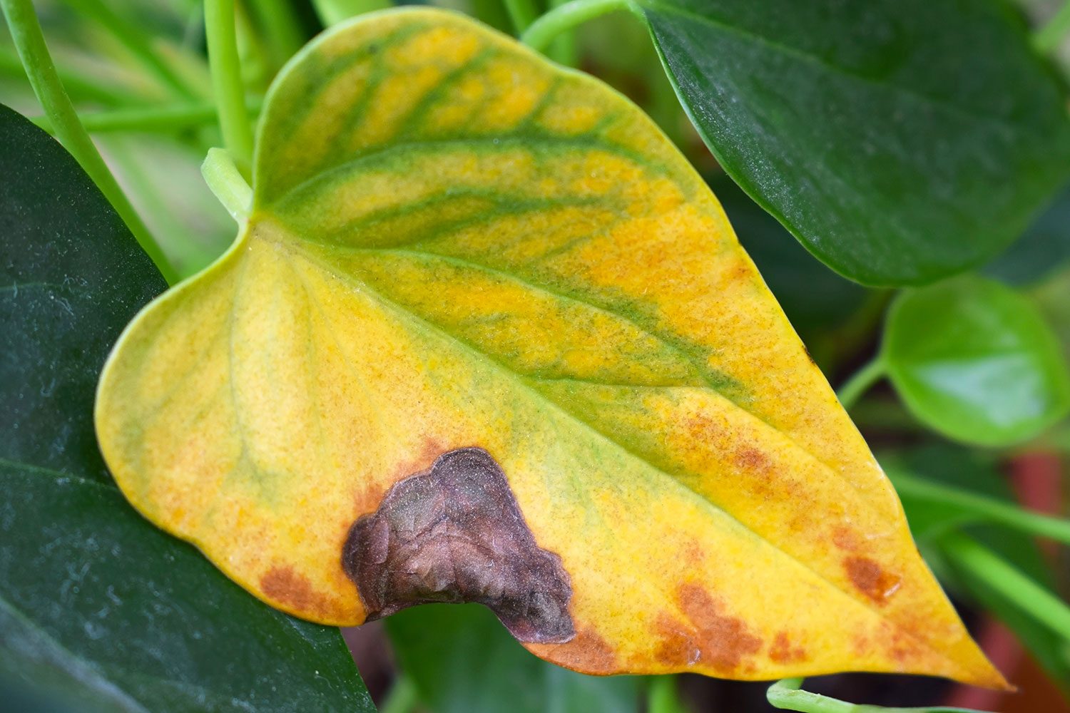 Sun Spots Or Withering Damage on Anthurium Leaves on an inside house plant