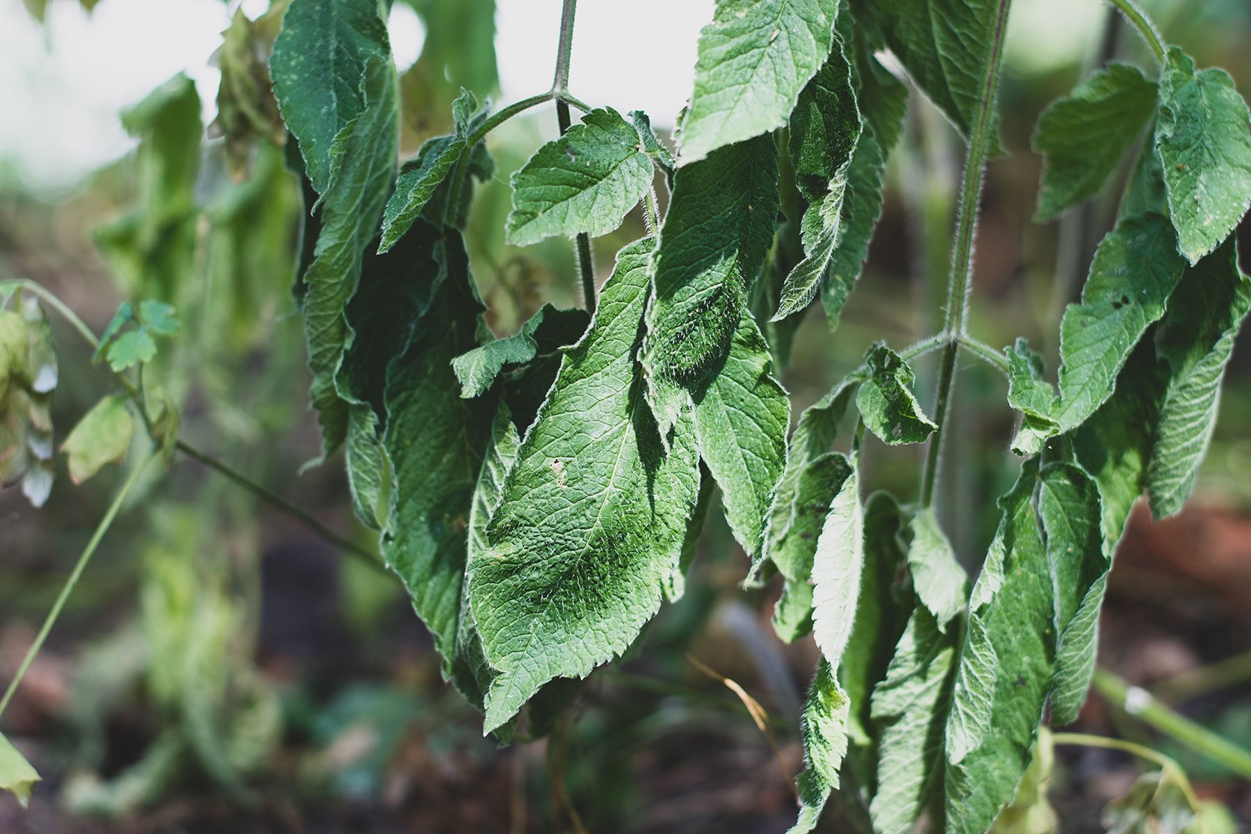 7 Tips to Protect Your Garden in a Heatwave