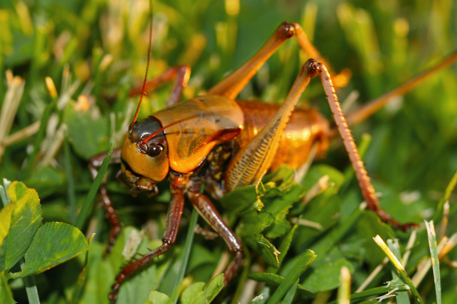 What Are Mormon Crickets?