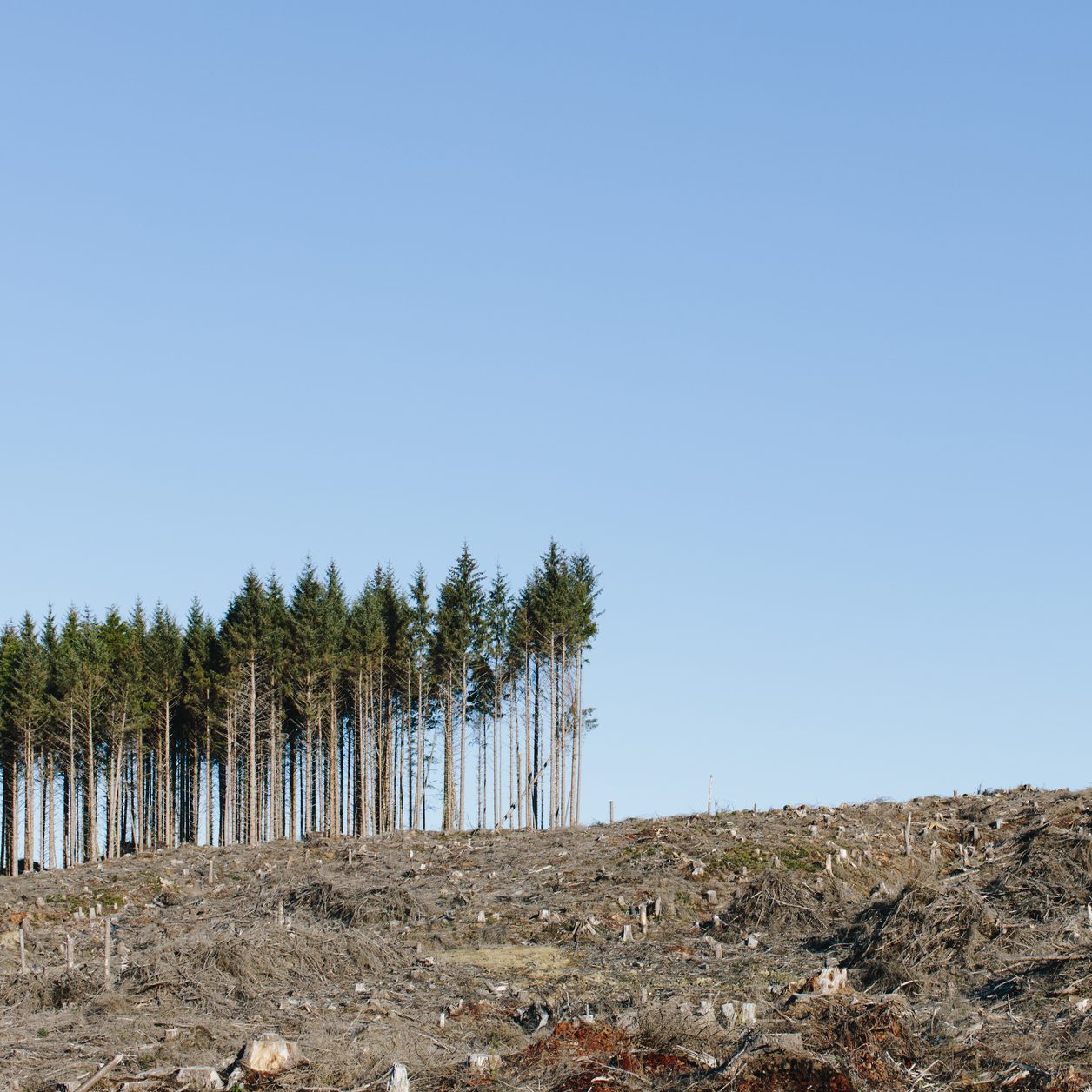 Small stand of trees on the brow of a hill, surrounded by extensive cleared woodland in a national forest.