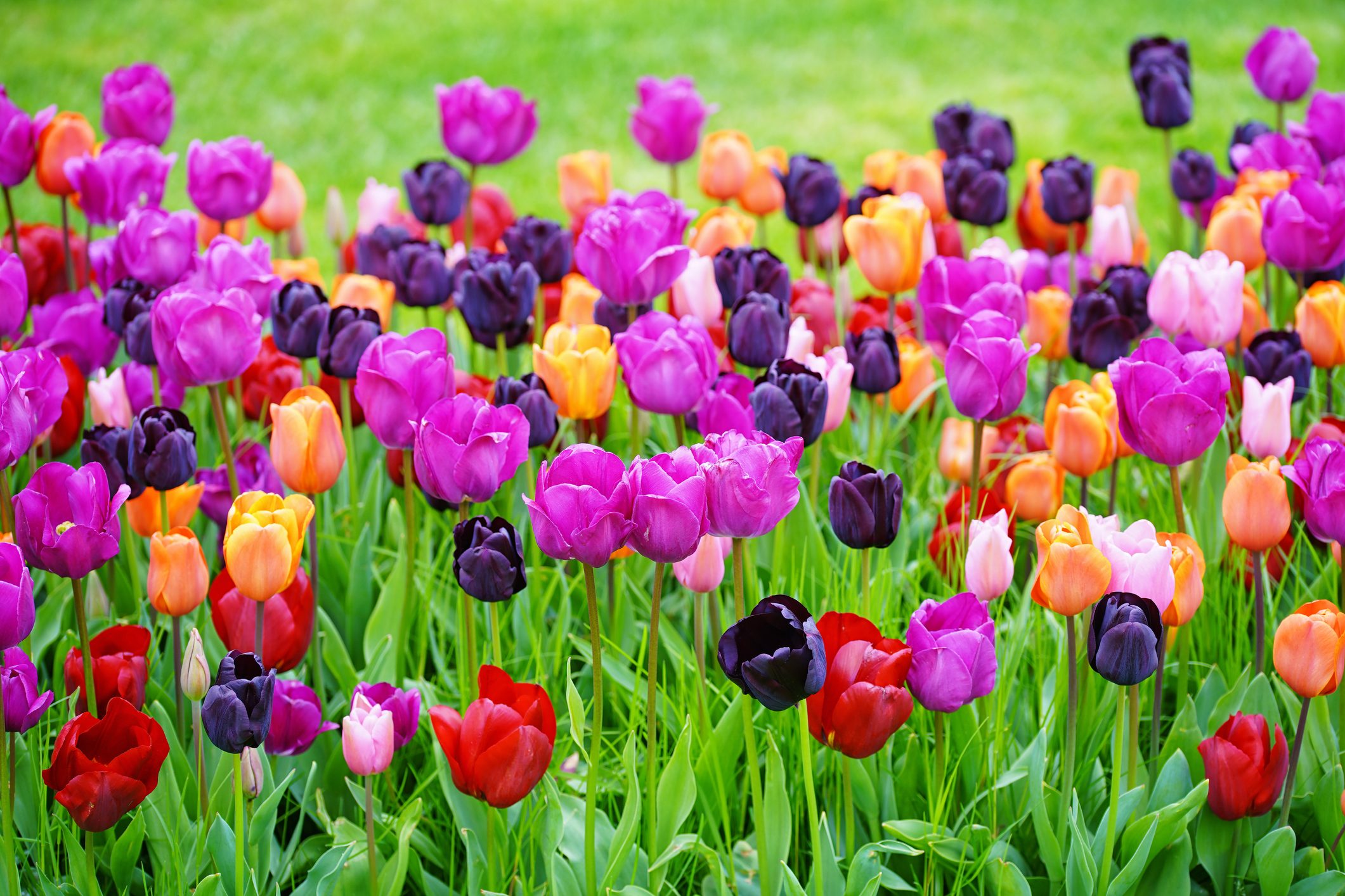 A Guide for Growing Tulips