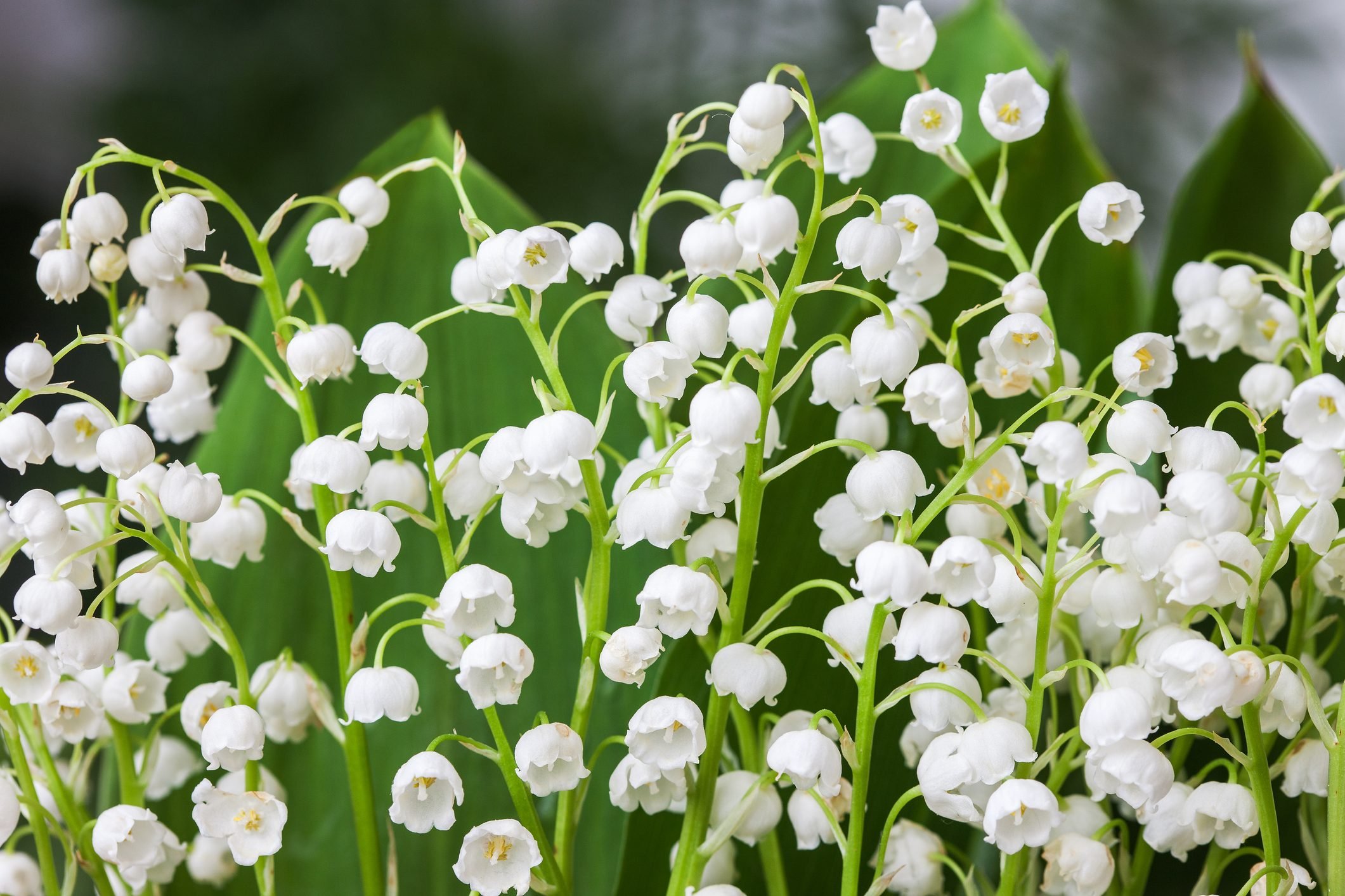 Blooming Lily of the valley in spring garden with shallow