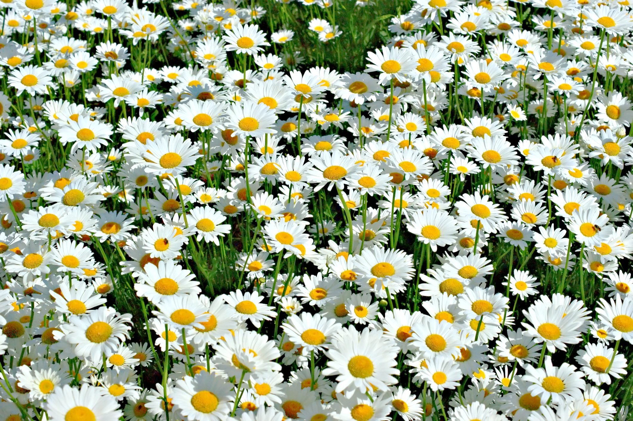 Growing Shasta Daisies: Everything You Need To Know