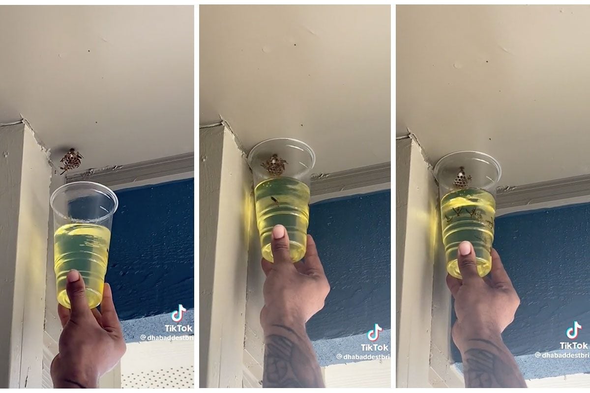 This TikTok Hack Promises to Get Rid of Wasps, But Is It Actually Safe?