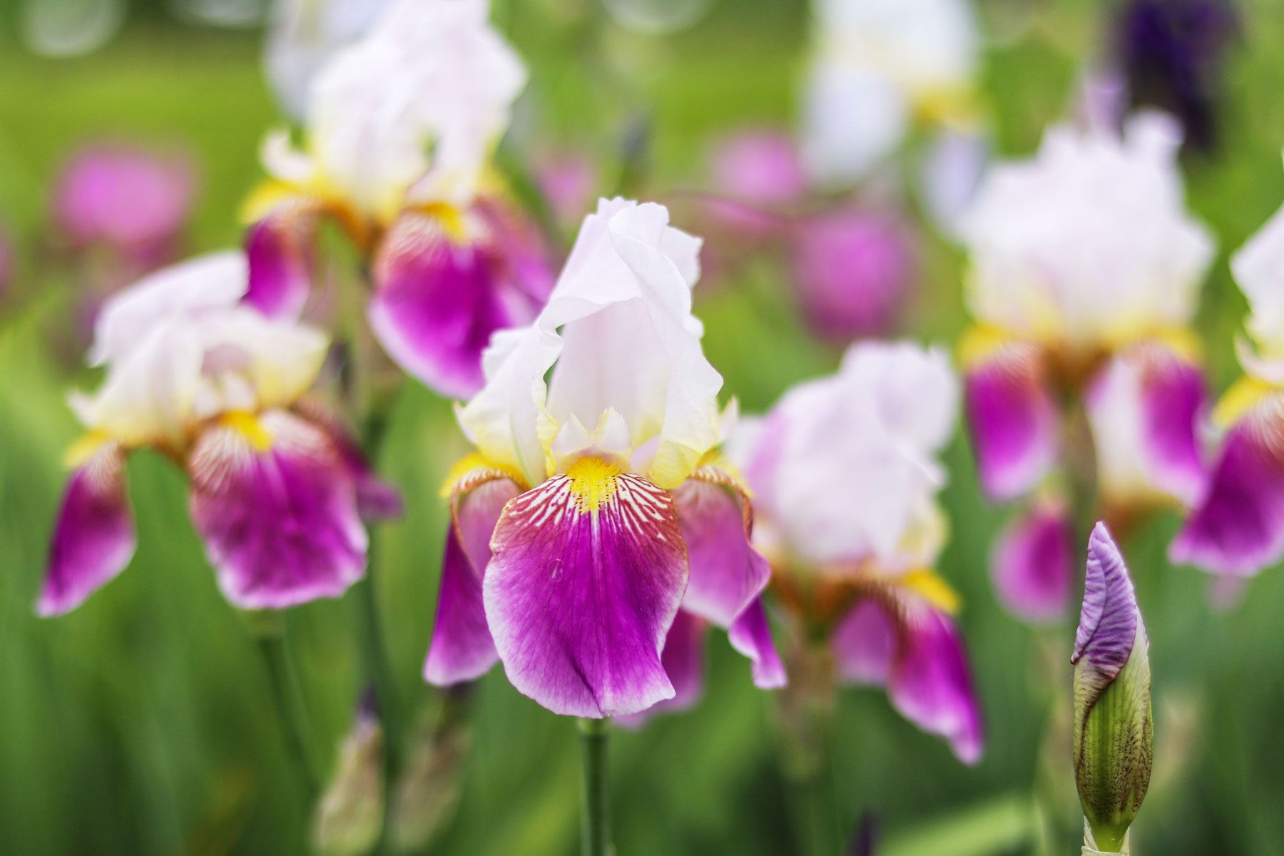 A Guide for Growing Bearded Iris