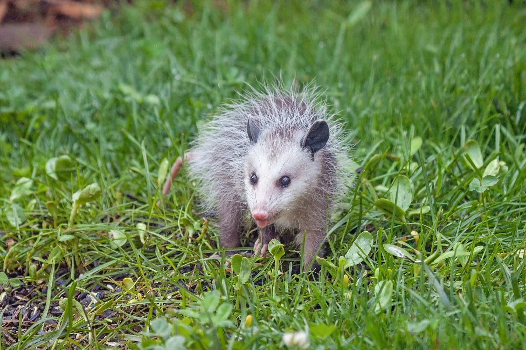 How Opossums Help Your Yard and Your Health